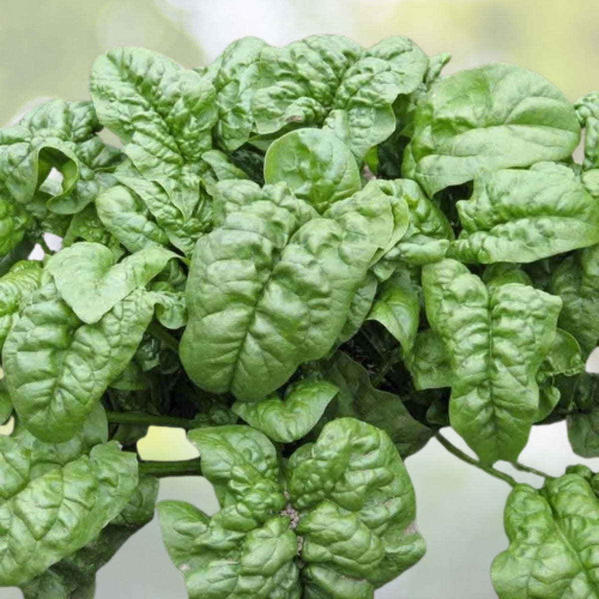 Big Round Leaf Spinach Seeds - Giant Noble Spinach - Persia Vegetable - 200+ Seeds - USA Grown