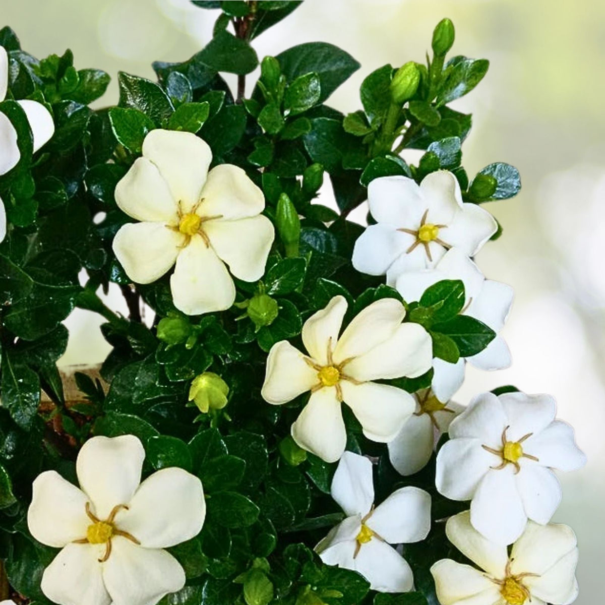 Gardenia Plant - 2 Year Old - Highly Fragrant Flowers - Gardenia Jasminoides 'Kleim's Hardy'