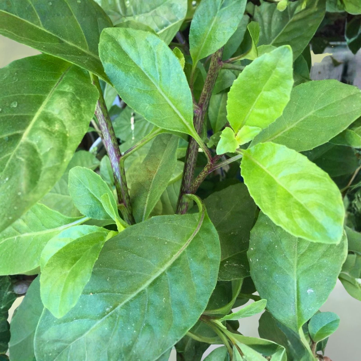 Longevity Spinach Starter Plants 3-Pack Gynura Procumbens Perennial Edible Green Tropical Vegetable Indoor Outdoor