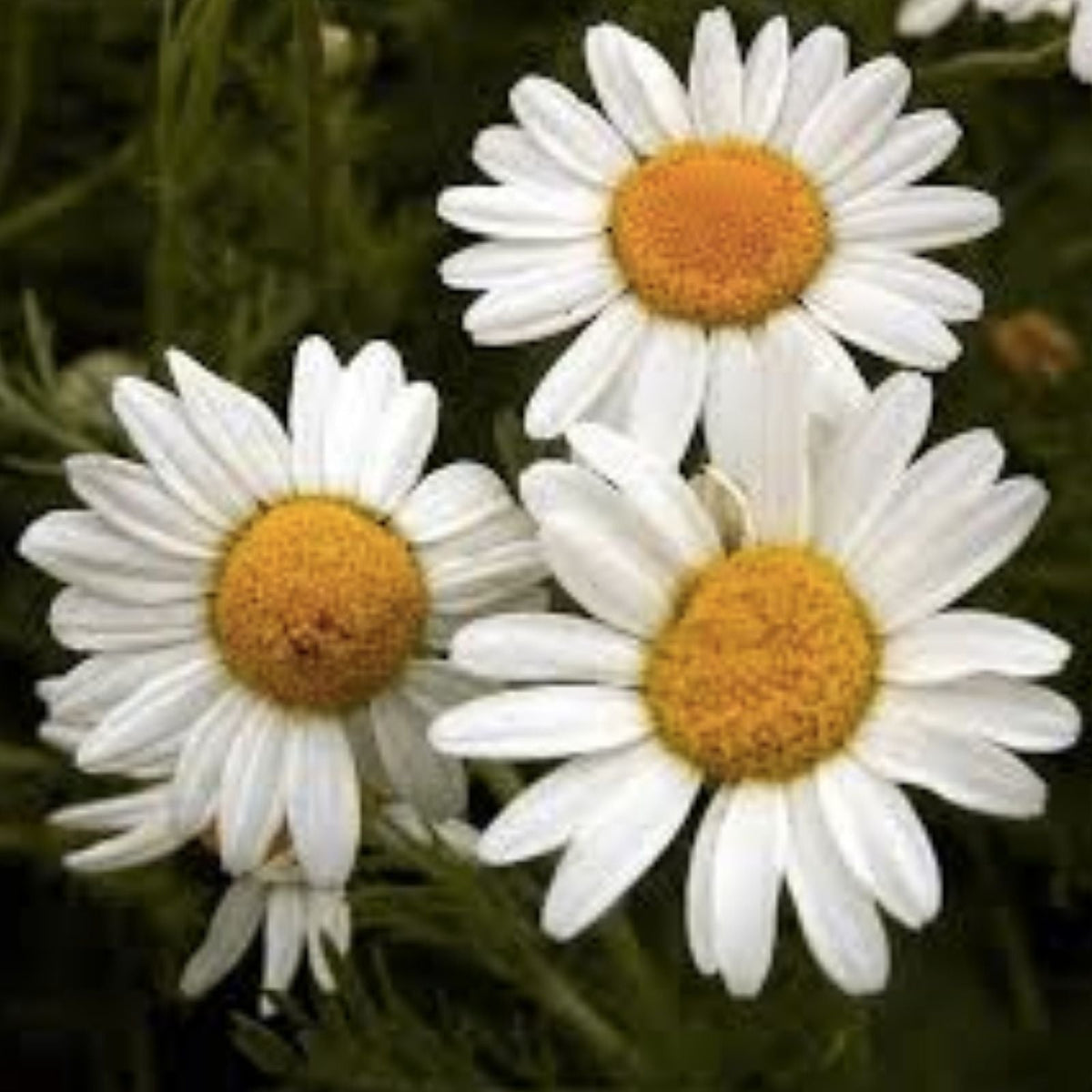 Roman Chamomile Seeds 500 Pack - Organic Herb Garden Anthemis nobilis for Planting