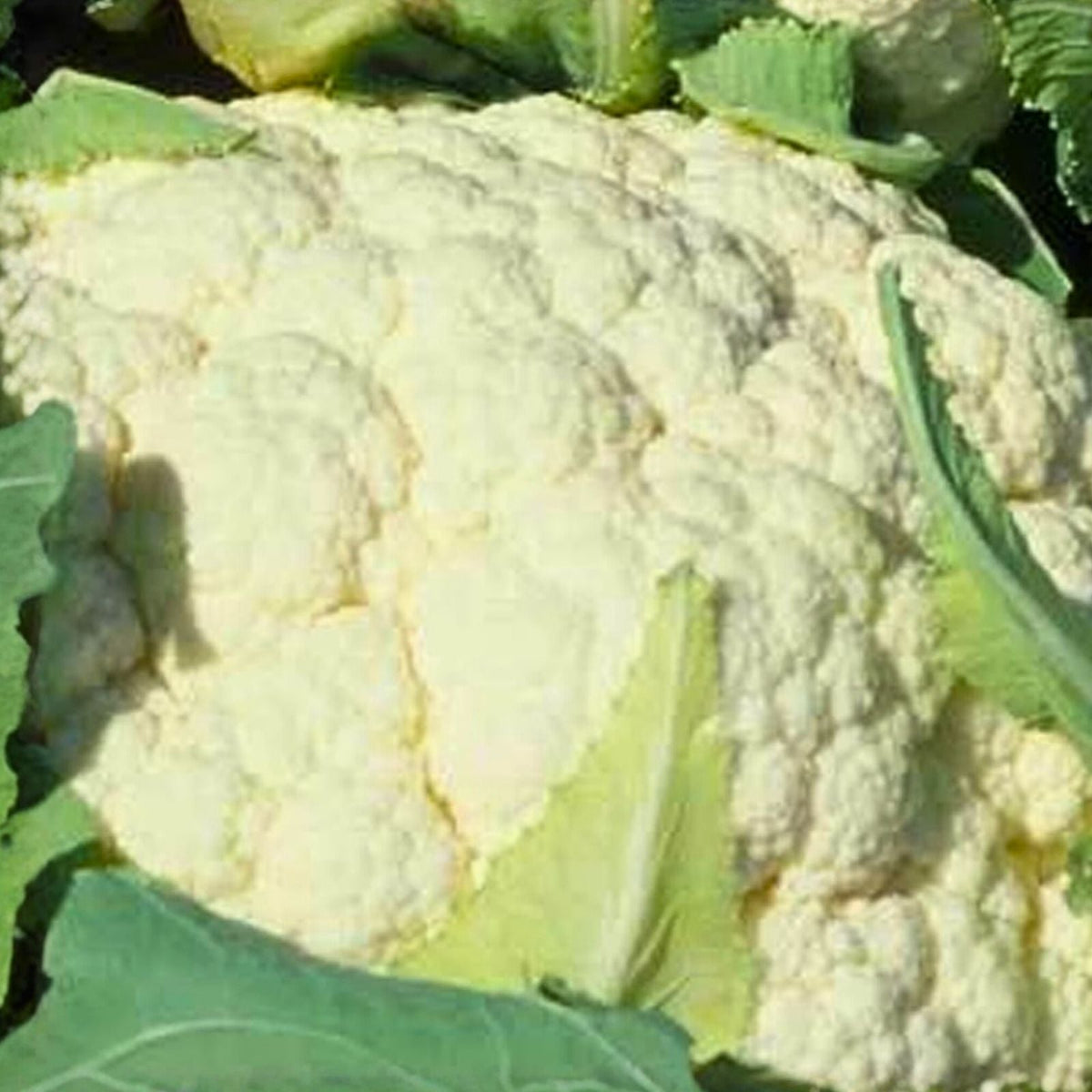 Cauliflower Seeds 500 Pack Snowball Y Heirloom Non-GMO Brassica oleracea var. botrytis Vegetable Seeds