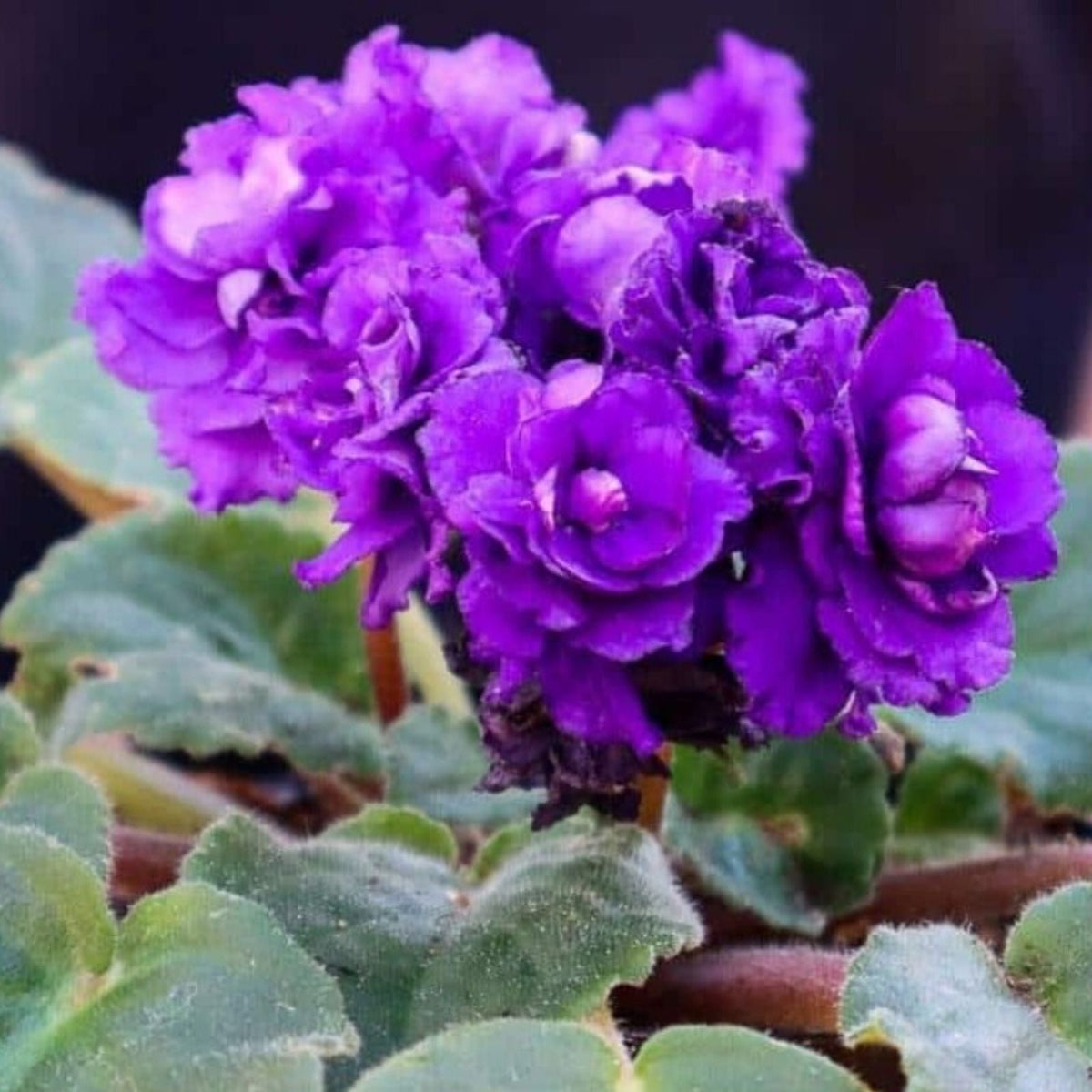 African Violet Cuttings - 2 Unrooted Leaves - S. Rupicola Species Violet - Houseplant Propagation Supplies