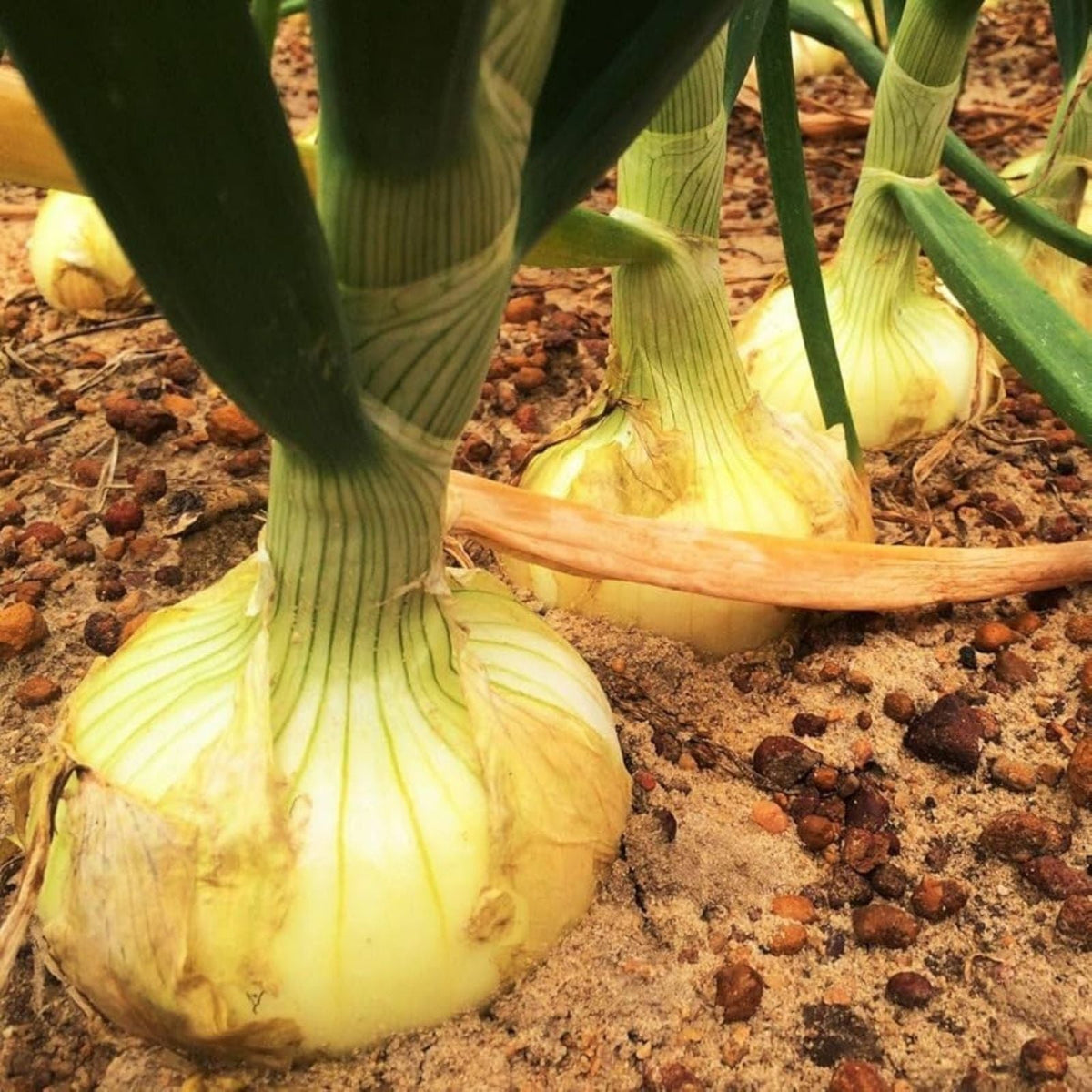 Organic Vidalia Sweet Onion Seeds Non-GMO 110/170 Days Allium cepa for Spring Fall Garden
