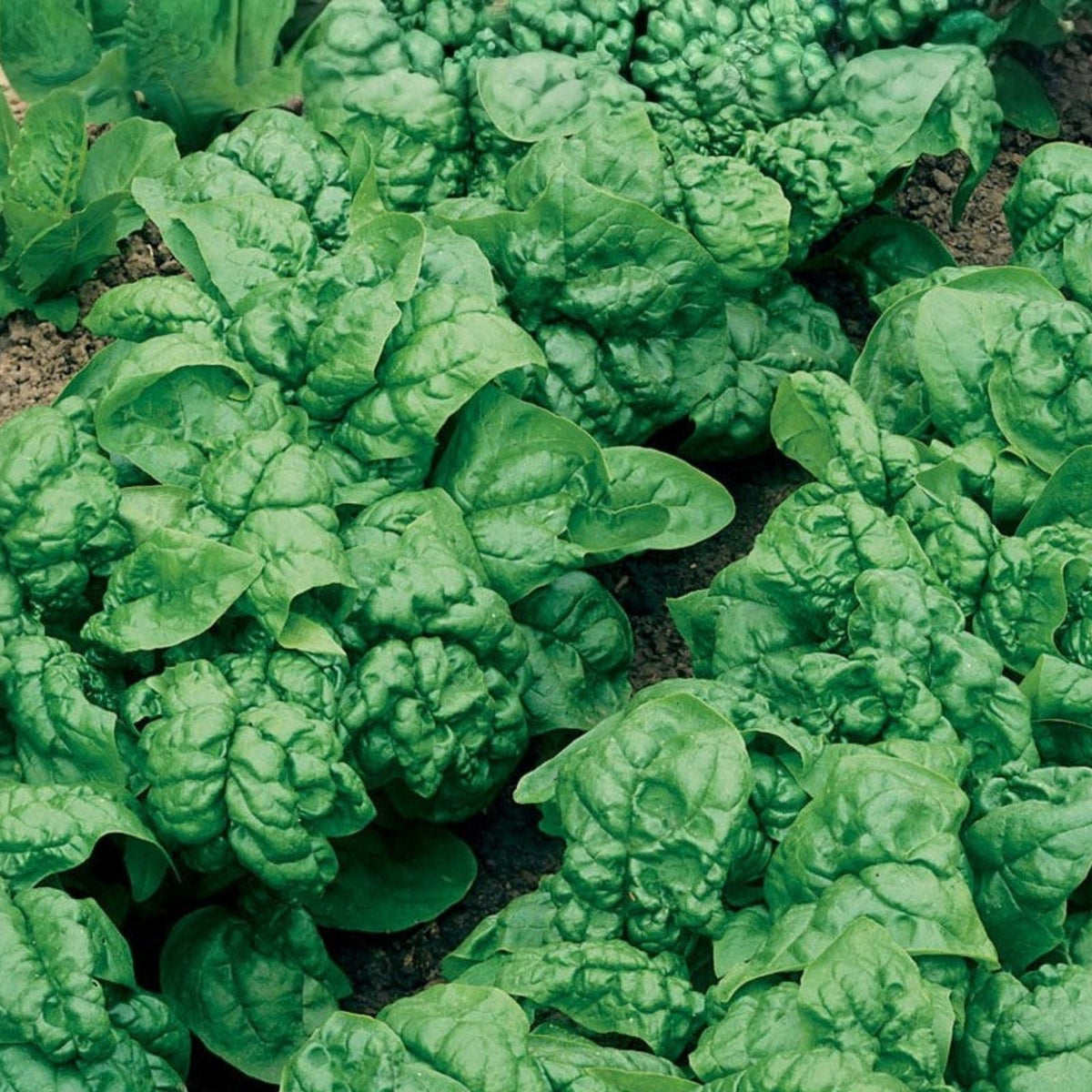 Swiss Chard Seeds, Ruby Red Heirloom, Non-GMO Beta vulgaris subsp. cicla Vegetable Garden Seeds