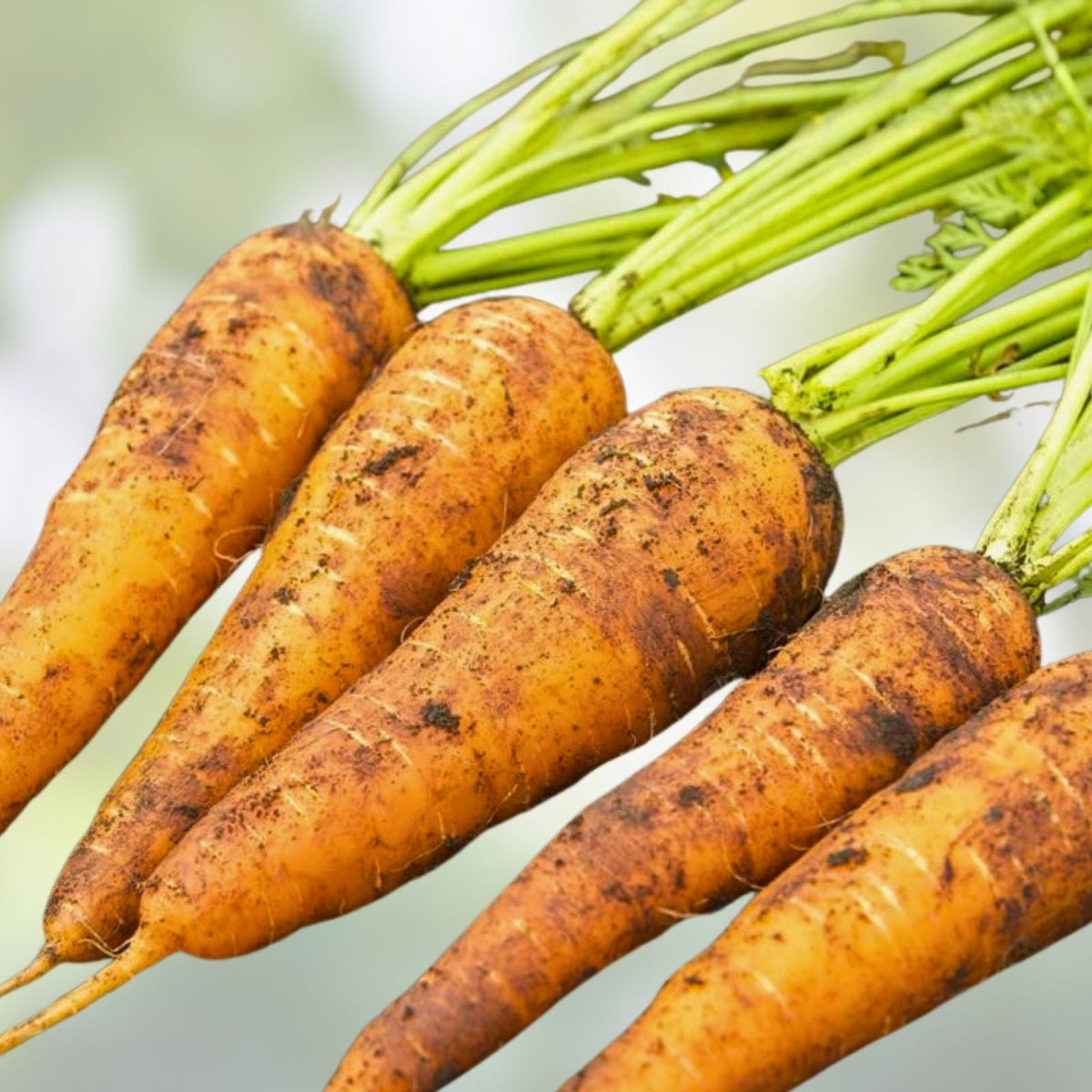 Heirloom Carrot Seeds Danvers 126 Variety – Organic Garden Seeds – Daucus carota – 500+ Seeds