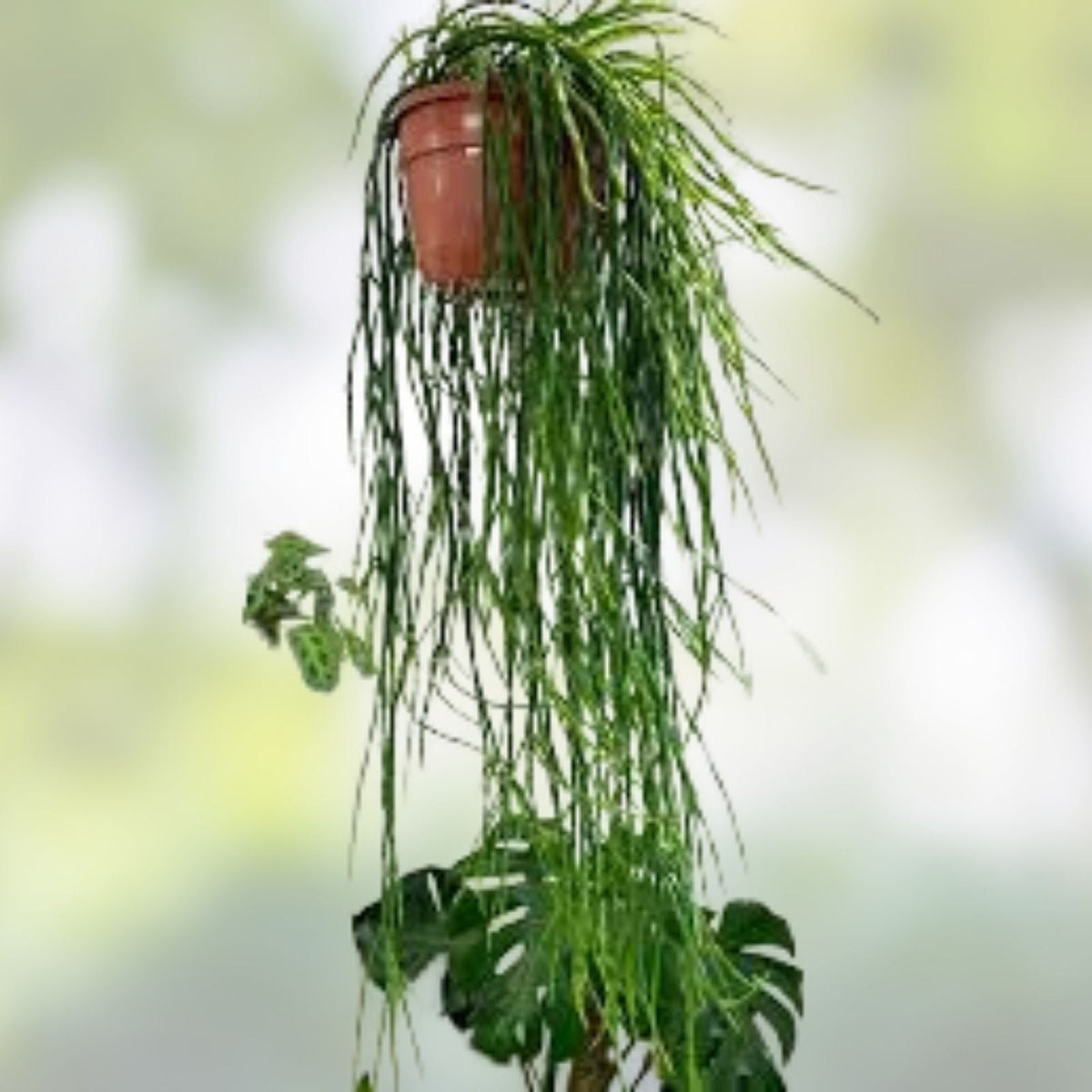 Rhipsalis Cuttings 4 Pack – Barra do Sul, Pink Berries, Rhipsalis spp., 5 Inch Length, Indoor Succulent Plant Propagation