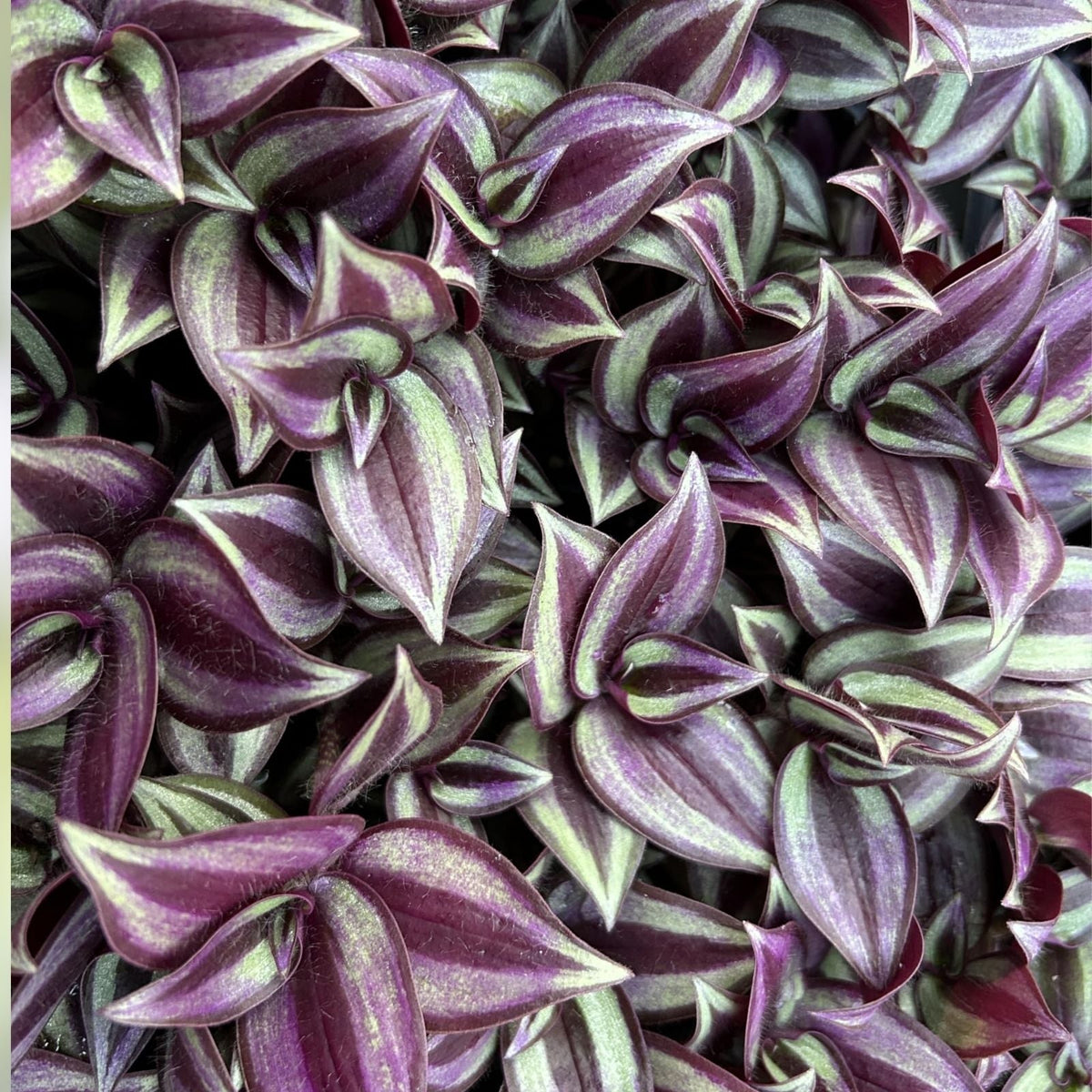Wandering Jew Cuttings - 10 Unrooted Burgundy Tradescantia Zebrina Live Plant - Indoor Houseplant, Easy Care, Trailing Plant