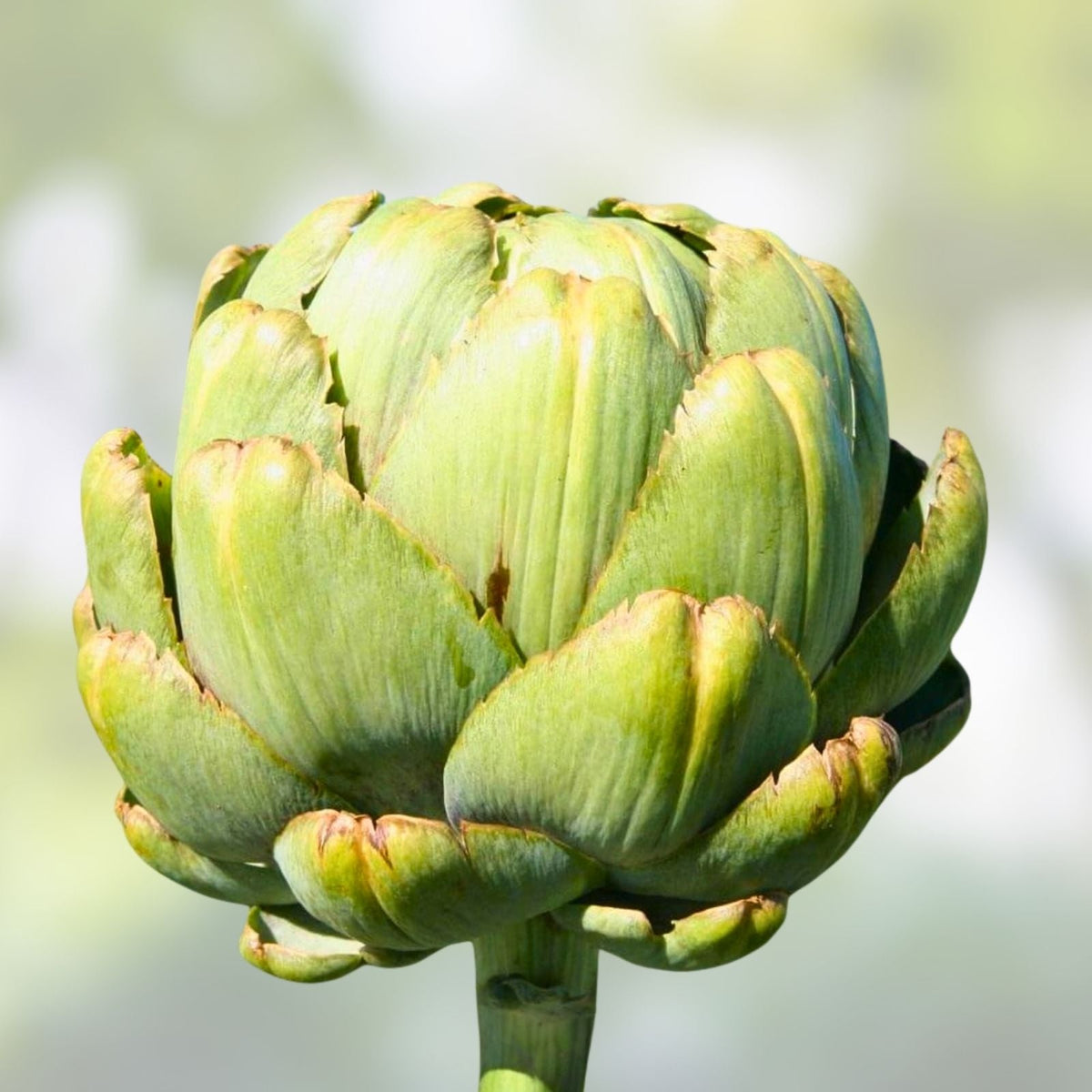 Artichoke Seeds 20+ Heirloom Green Globe Vegetable Cynara scolymus Healthy Tasty Planting