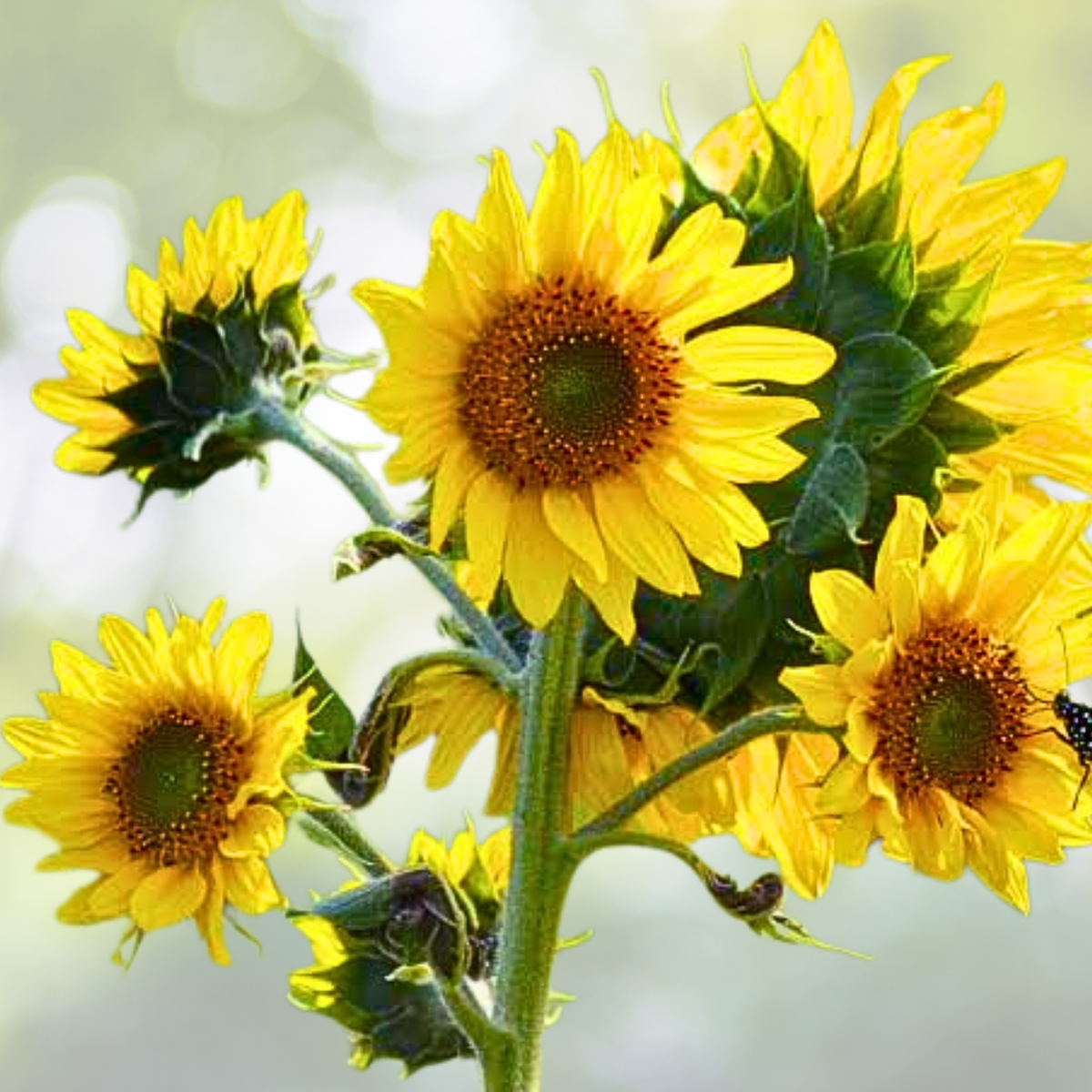 Kansas Wildflower Seed Mix - 1000 Non-GMO Perennial & Annual Seeds - USA Native Flora