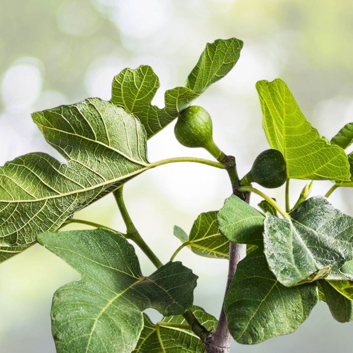 Fig Tree Potted Plant 2-3 Feet Tall Black Mission Variety Ficus carica Ships Weekly