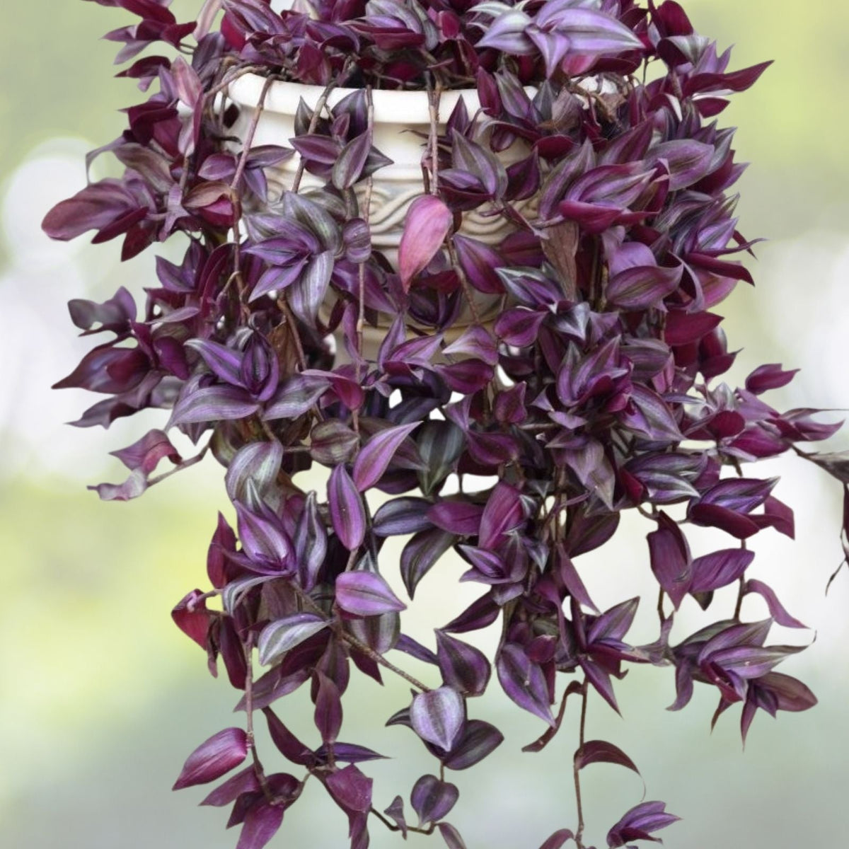 Wandering Jew Plant Cuttings - 12 Stem Tradescantia Zebrina - Easy Care Indoor Houseplant Propagation