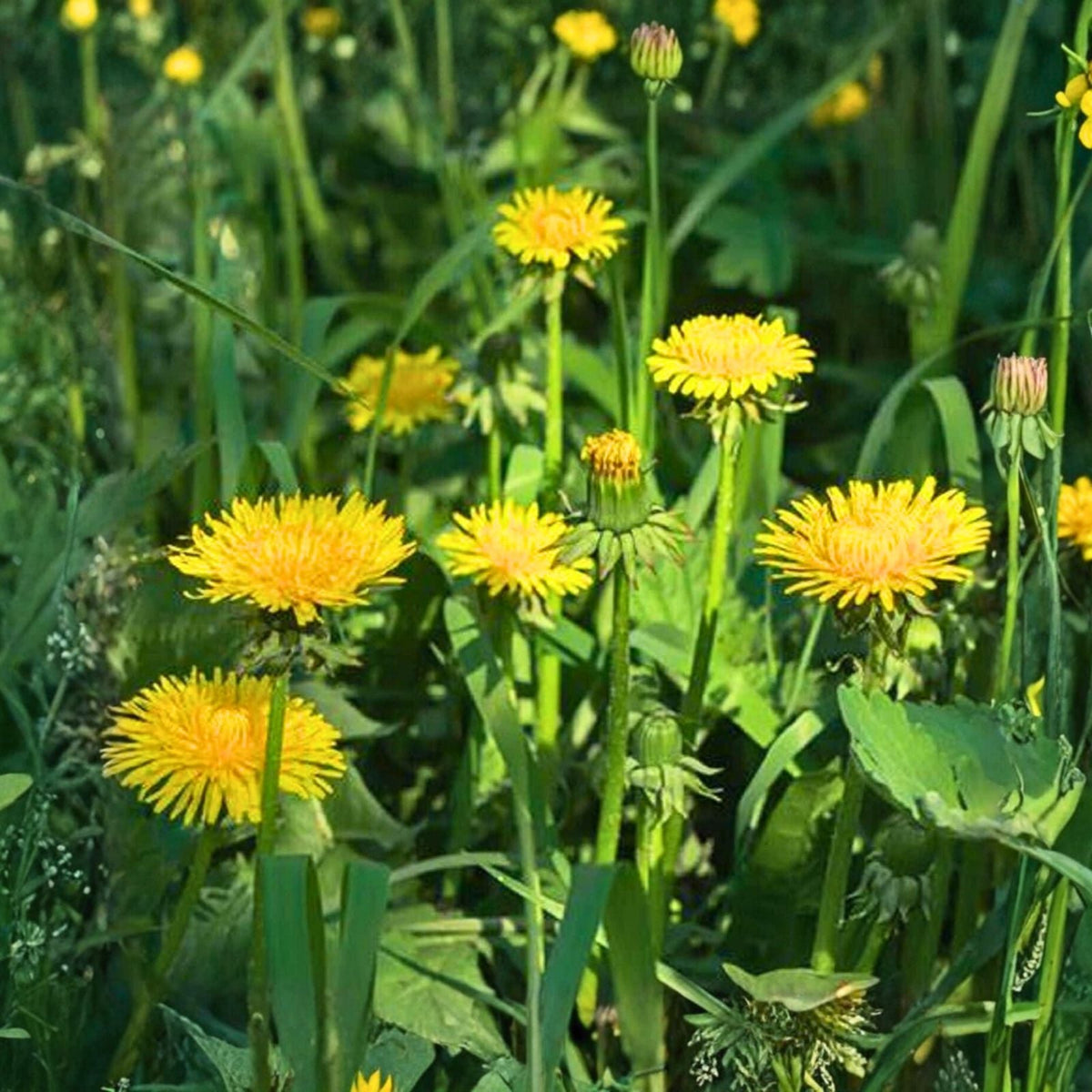 Dandelion Plants 25+ Wild Organic Non GMO Heirloom Taraxacum officinale