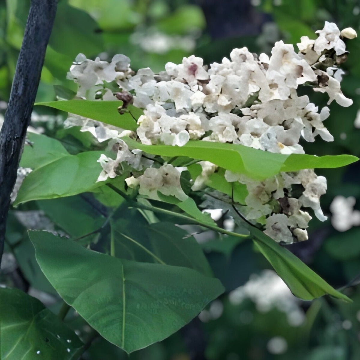 Catalpa Tree Seeds 50 Pack - Large Leaf, Stunning Flowers - Catalpa bignonioides, Ornamental Tree Seeds for Gardening