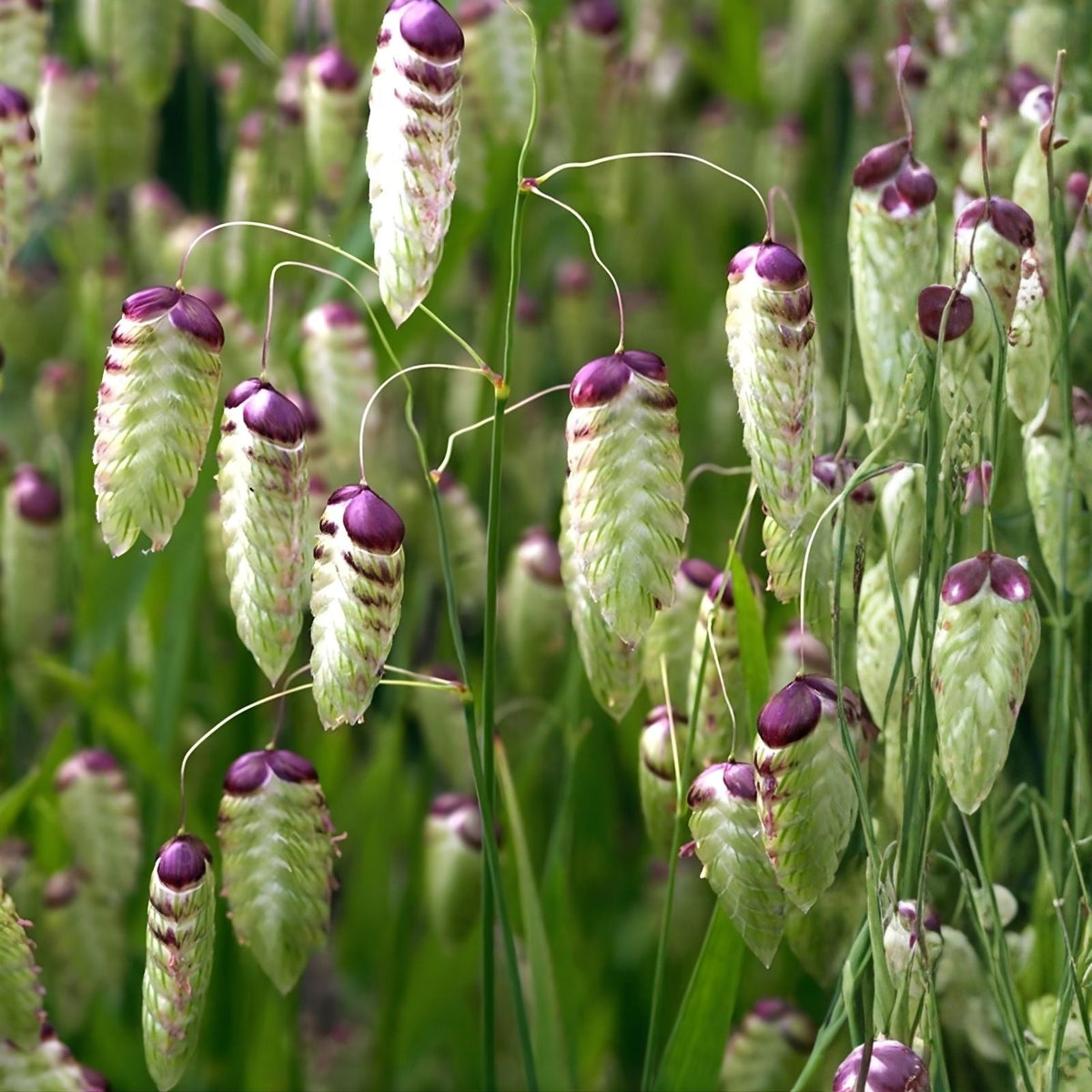 Greater Quaking Grass Seeds 50 Pack - Rattlesnake Grass, Briza maxima, Ornamental Drought-Resistant Perennial Seeds