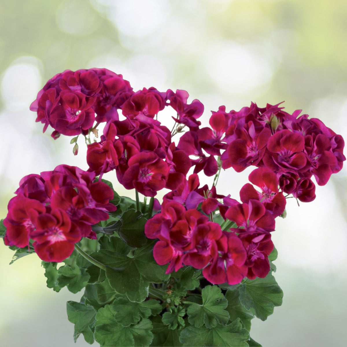 Geranium Live Plant Starter Cuttings 3-Pack White Dark Maroon Center Perennial Pelargonium