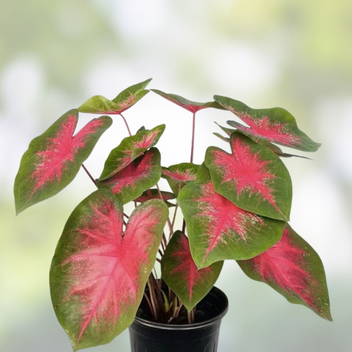 Caladium 10 Bulbs for Planting - Wildfire Variety - Perennial Elephant Ears - Fancy Foliage - Caladium bicolor