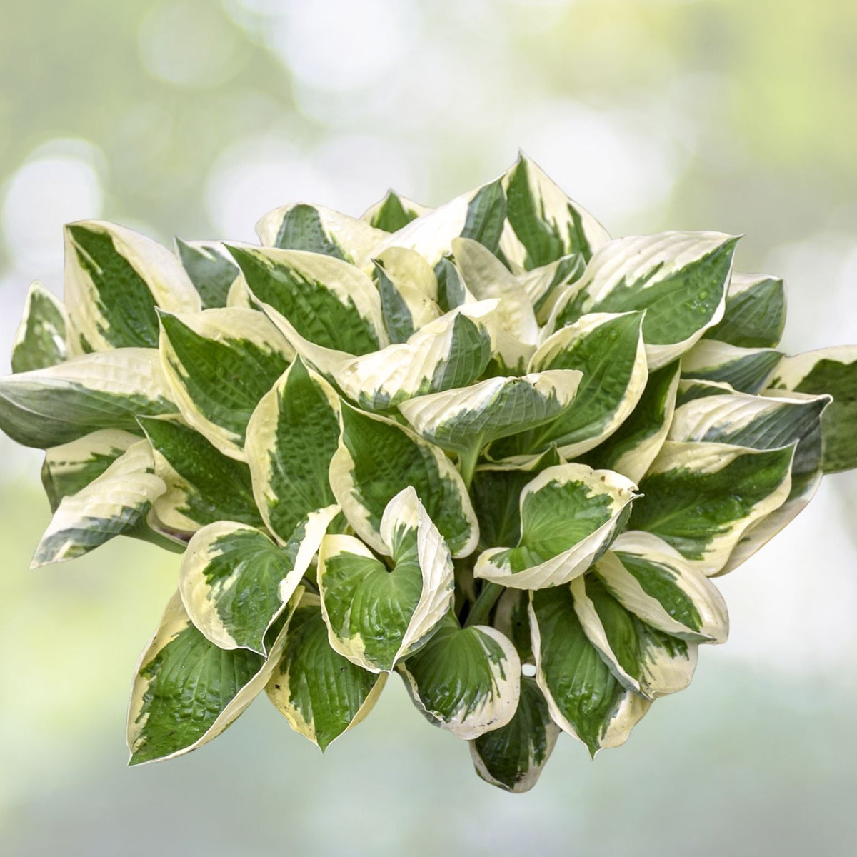 Patriot Variegated Hosta Root Plant Large Size, Hosta 'Patriot', Shade Loving, 12 20" Tall, White Margins, Ready to Plant