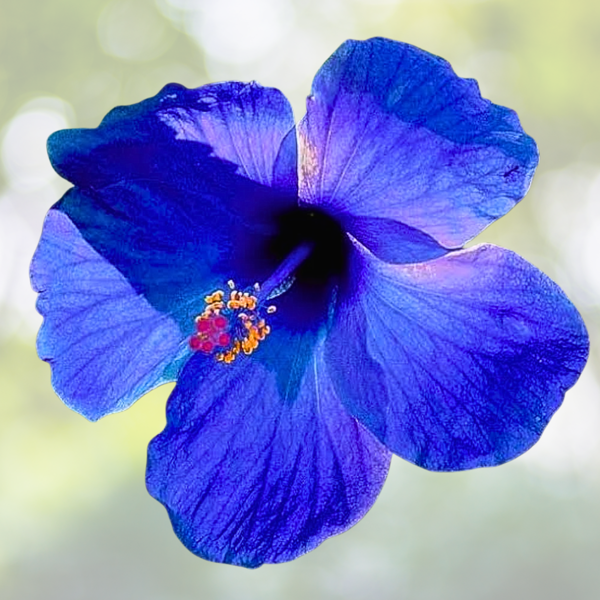 30pcs Blue Hibiscus Seeds - Rare Non-GMO Heirloom Variety - Hibiscus syriacus