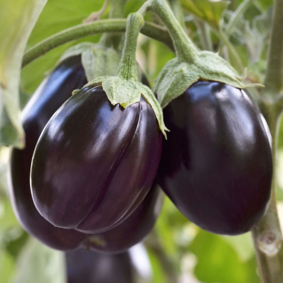 Little Prince Eggplant Seeds 20 Pack – Easy to Grow Heirloom Solanum melongena Vegetable Seeds
