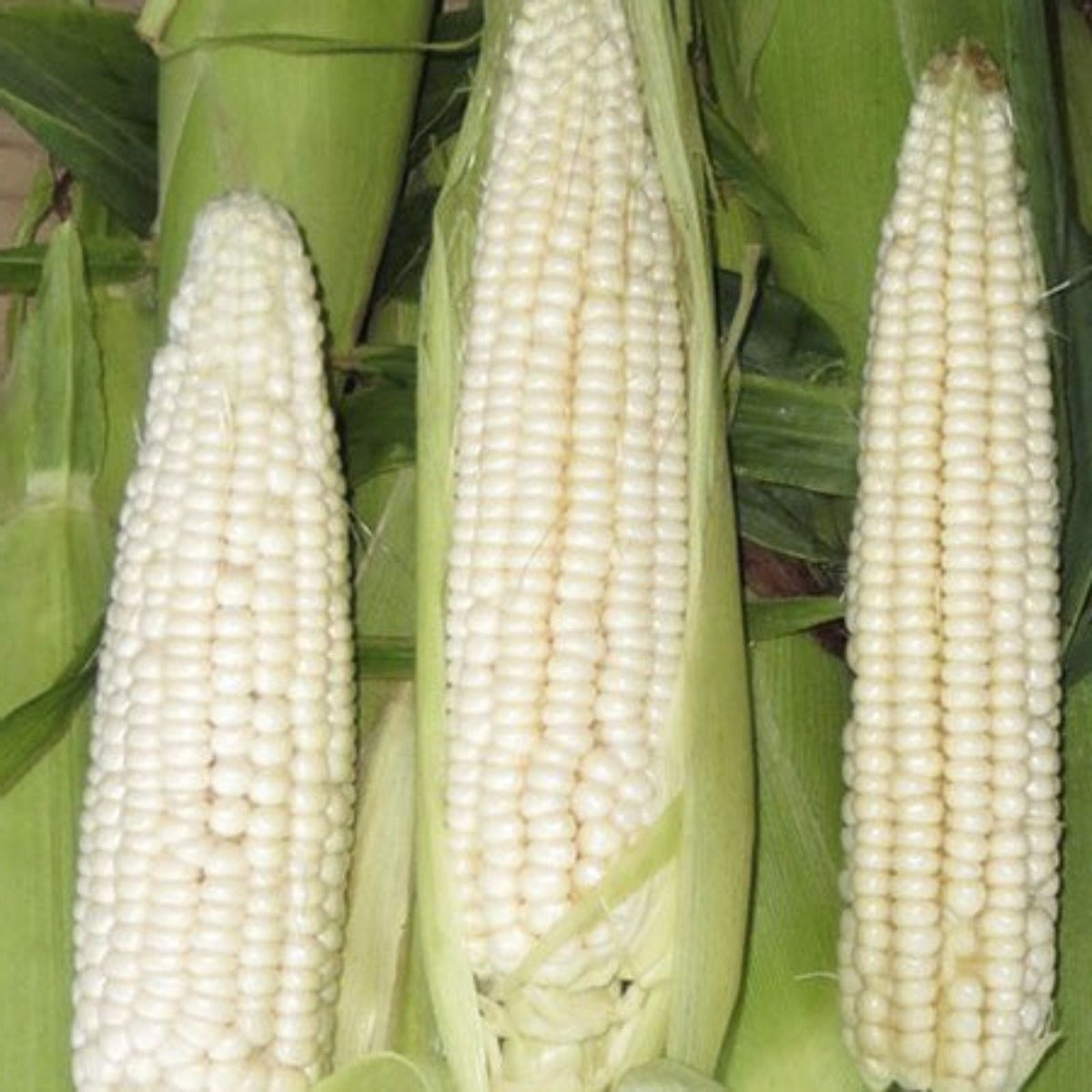 White Corn Seeds for Planting, 50+ Seeds, Zea Mays, High Yielding Variety, Organic White Corn Seed Pack