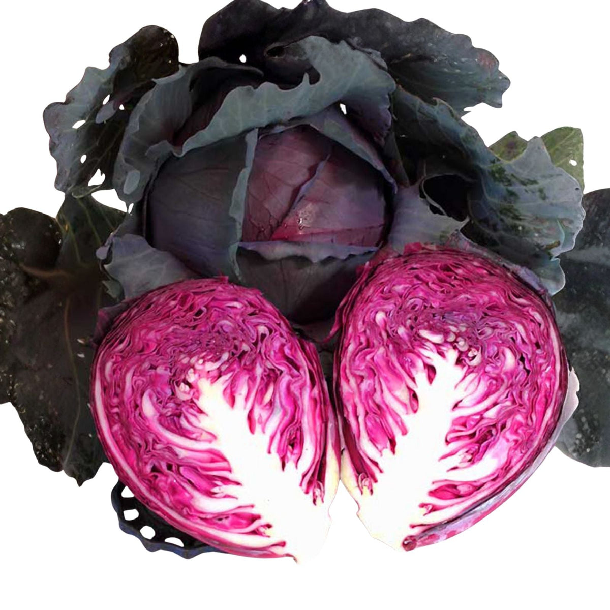 Red Acre Cabbage Seeds - Heirloom Non-GMO 500 Seeds Brassica oleracea for Gardening, Vegetables, Organic Farming