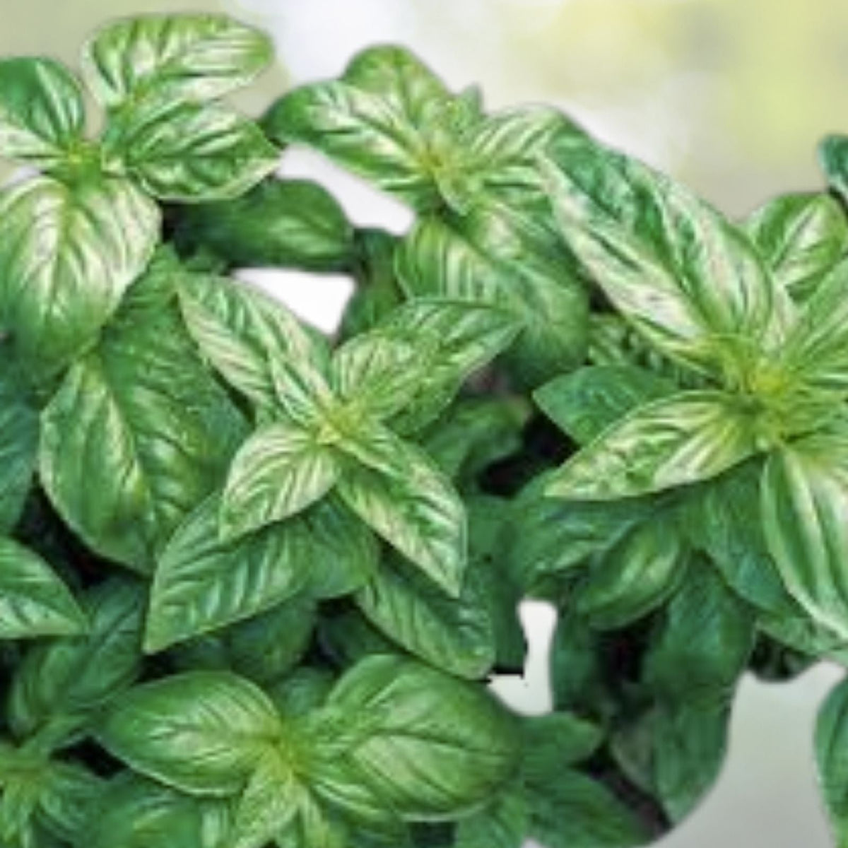 Sweet Basil Seeds - 200+ Count - Sweet Italian Basil Tukmaria Tulsi - Ocimum basilicum - USA Grown