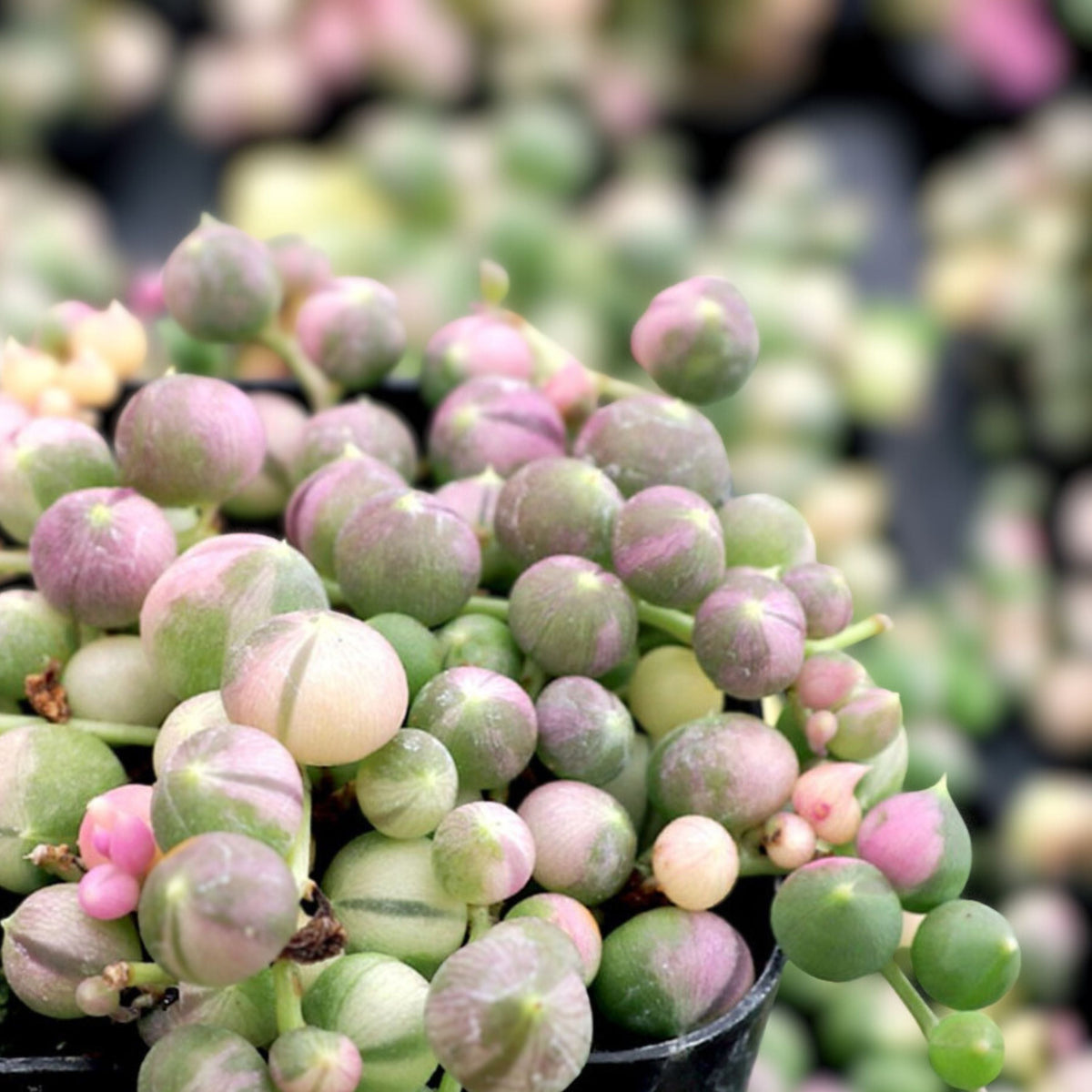 Variegated String of Pearls Plant - 4" Pot - Trailing Succulent - Senecio Rowleyanus