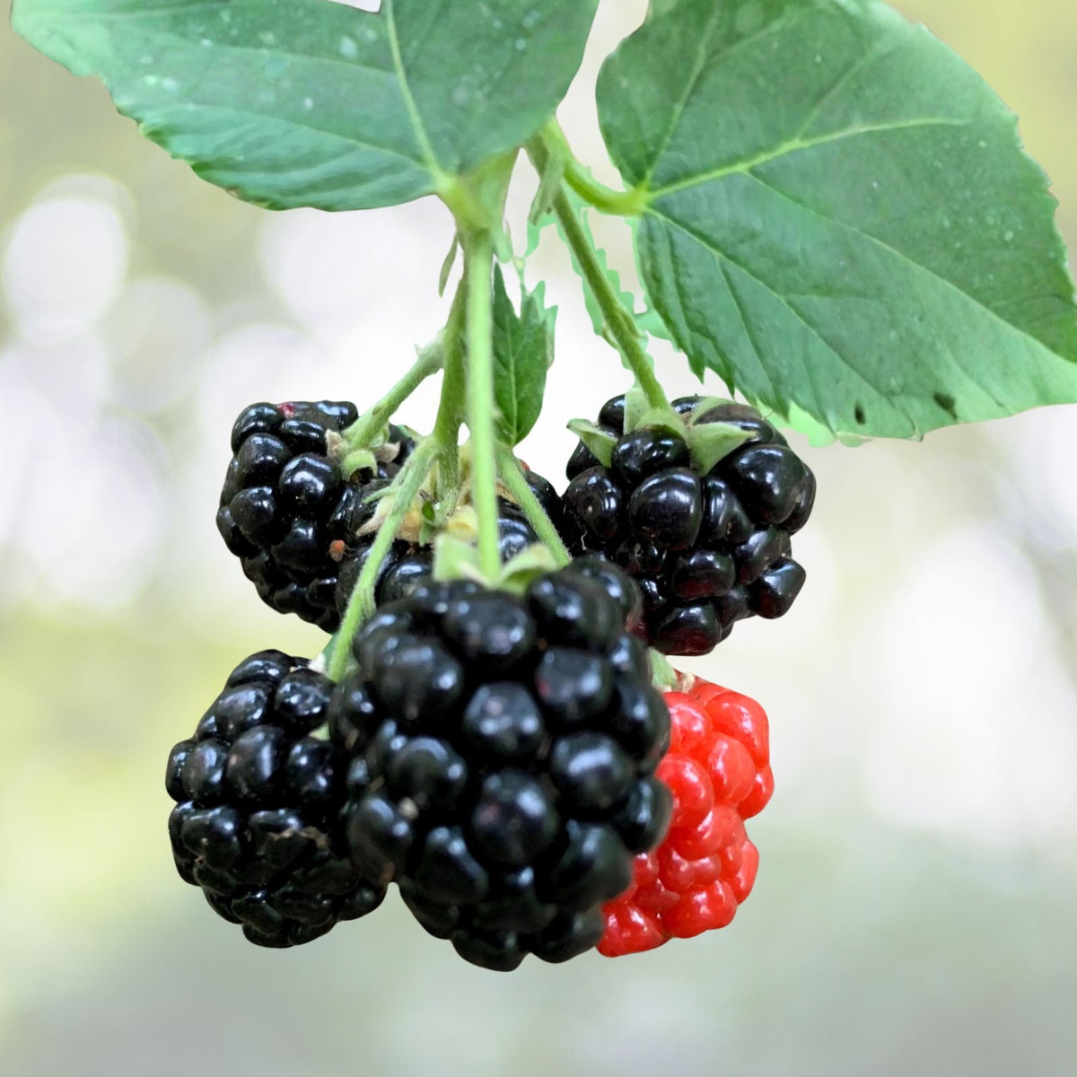 Blackberry Cuttings Unrooted 6+1 Free Organic Wild Rubus fruticosus USA 6 8" Nodes