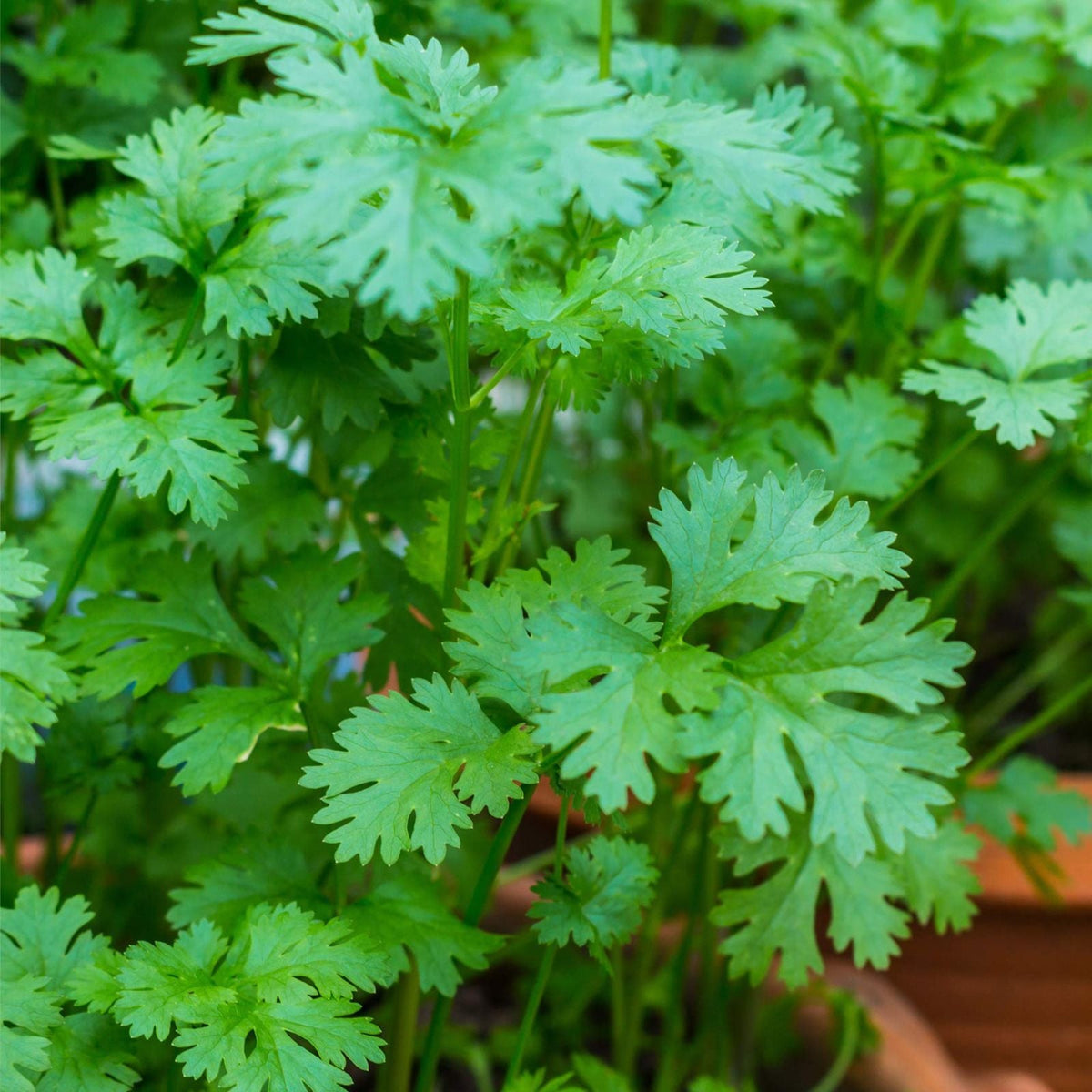 Cilantro Seeds 50+ Non-GMO Herb Seeds for Garden Planting Coriandrum sativum Fast Germination Annual Herb