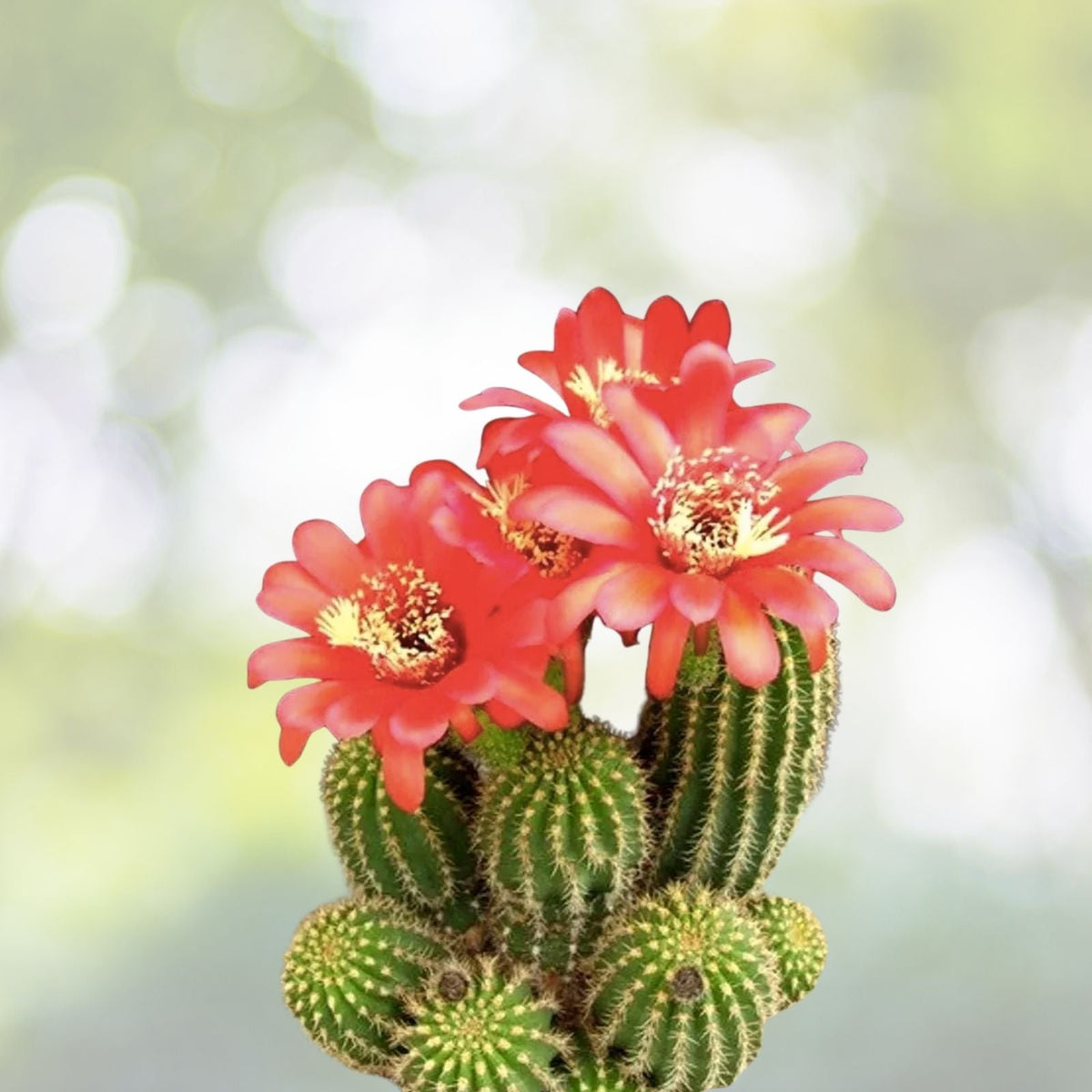 Red Torch Cactus Seeds - Showy Bolivicereus s. | Ideal Houseplant for Indoor Gardening