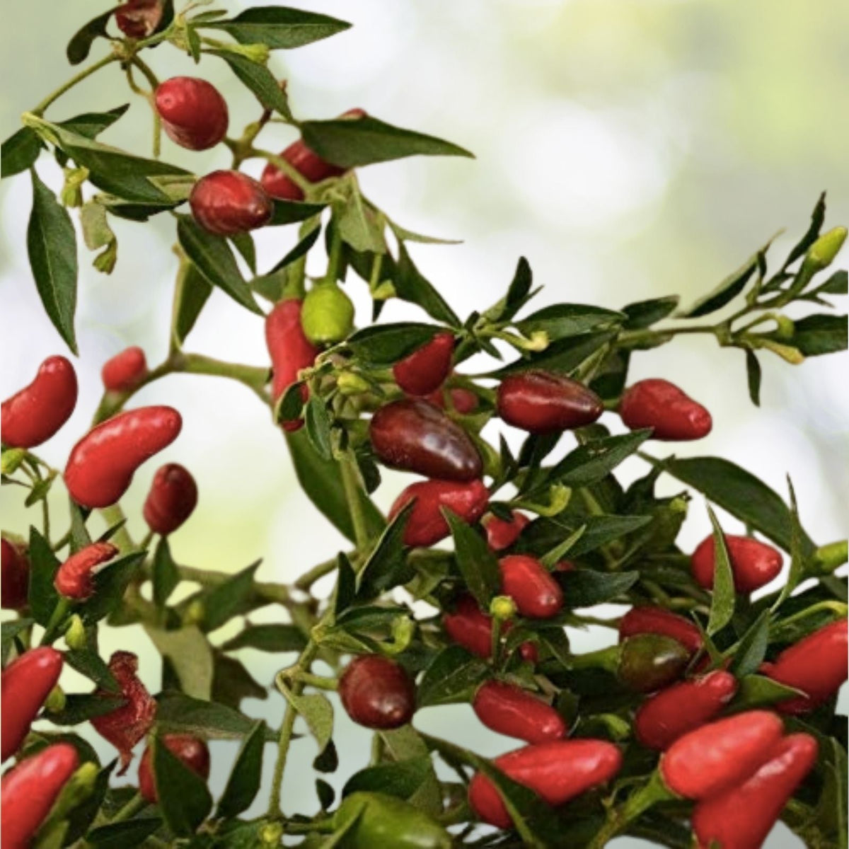 Organic Thai Chili Hot Pepper Seeds - 30+ Heirloom Small Red Variety - Perfect for Gardening and Cooking
