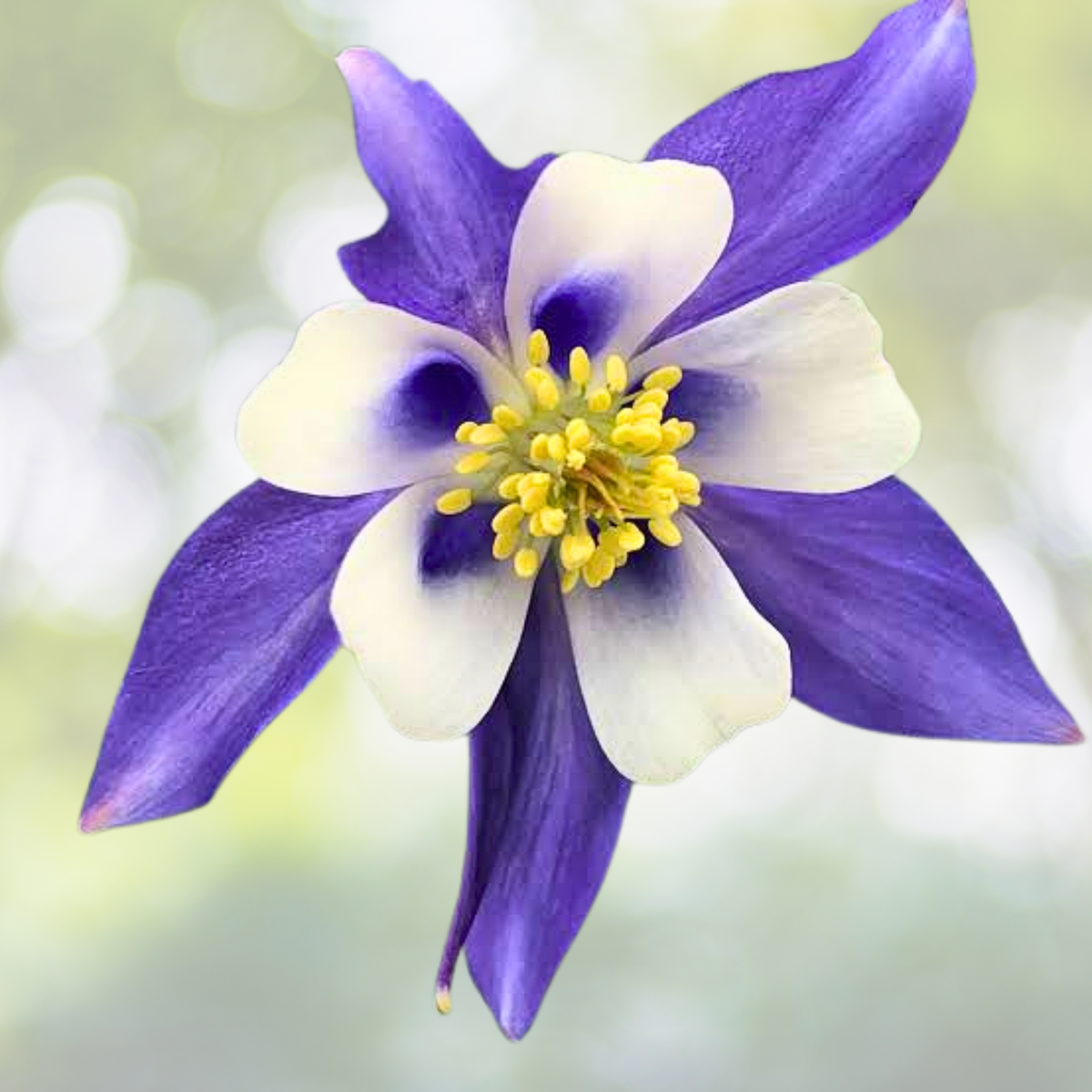 Columbine Seeds - 1000 Blue & White Bi-Color Seeds - Aquilegia caerulea - Perfect for Shade Gardens