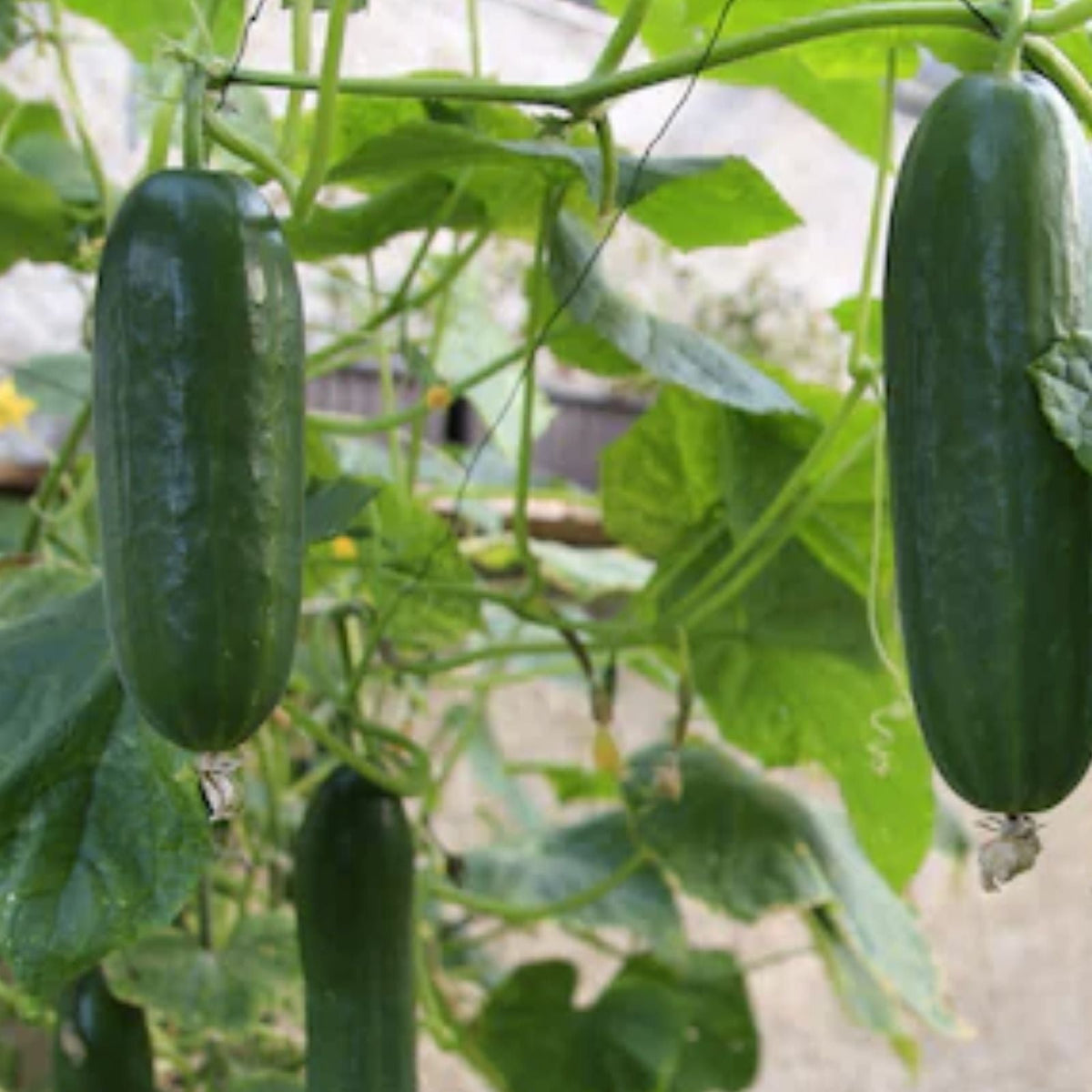 Organic Pickling Cucumber Seeds 100 Count, Cucumis sativus, Non-GMO, USA Grown, for Home Garden and Food Preservation