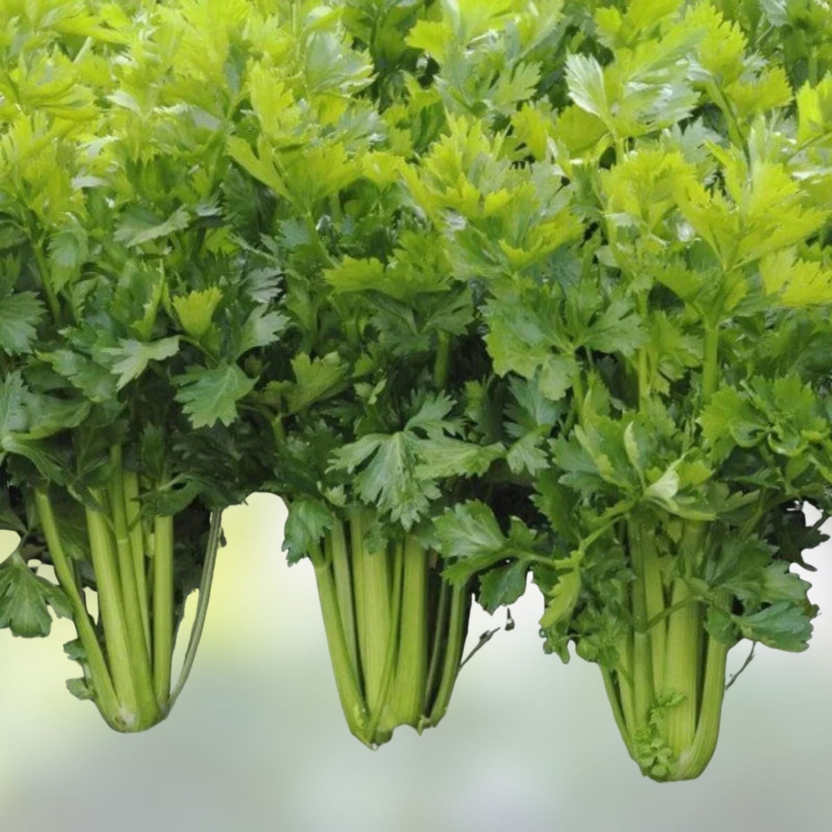 Tall Utah Celery Seeds, Set of 100, Non-GMO Heirloom Vegetable Seeds, Apium graveolens for Home Gardening