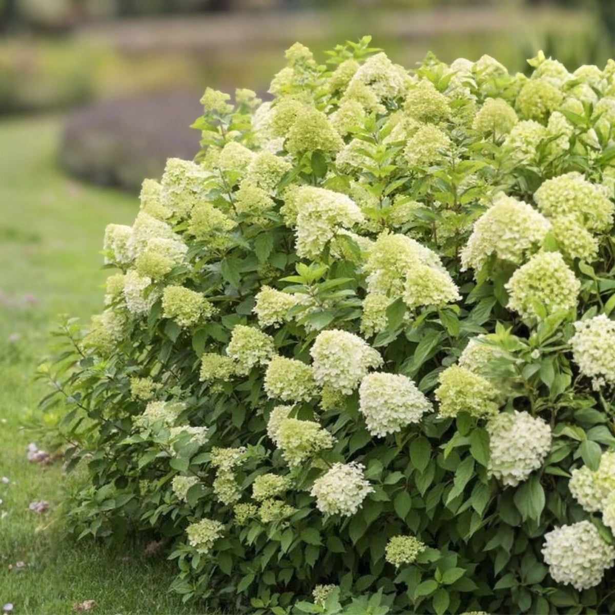 Hydrangea Cuttings 6-10 Inch Limelight Hydrangea paniculata Rooted Plant for Garden, Flowering Shrubs