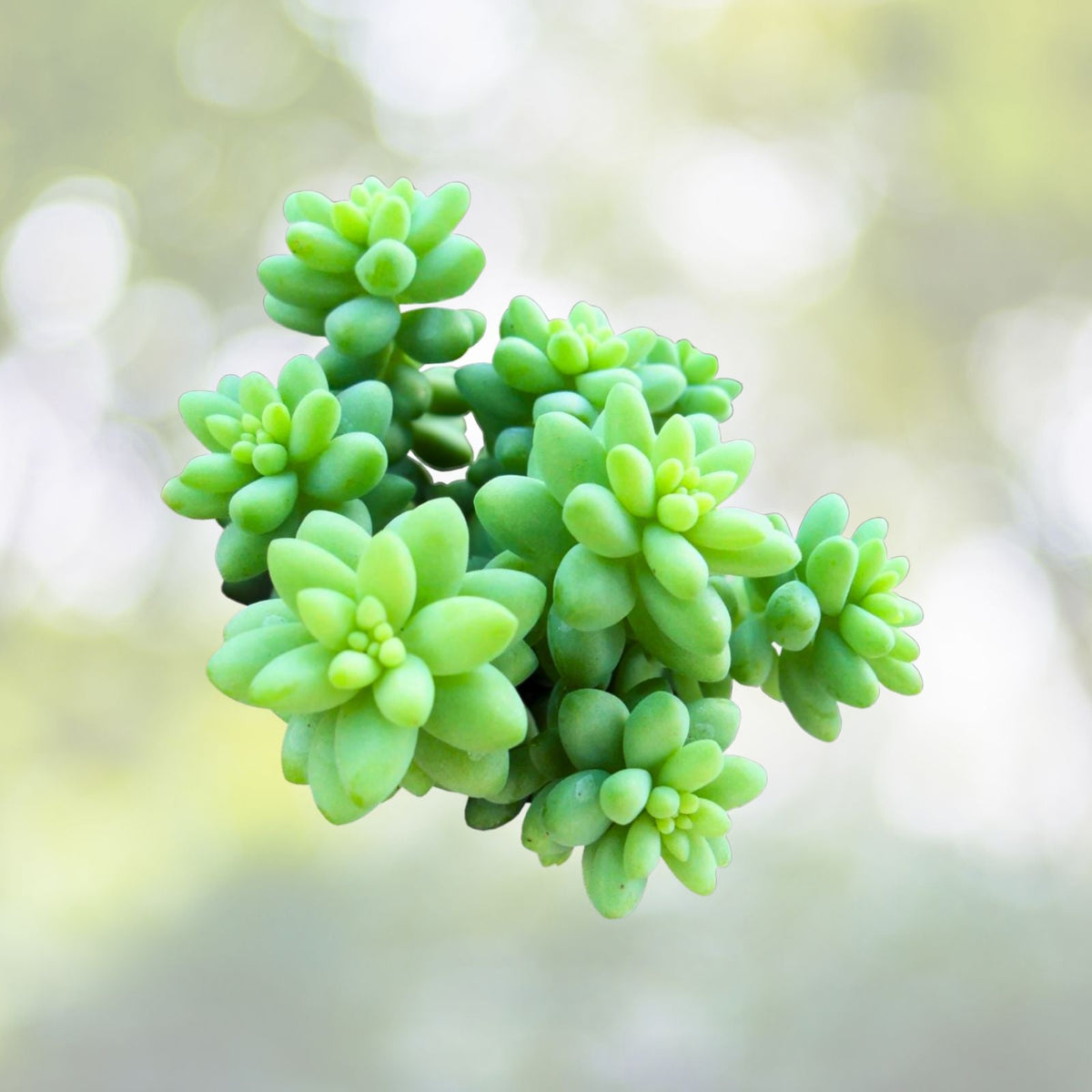 Trailing Succulent Plant - Sedum Burrito - Donkey's Tail - Blue Green Leaves - Perfect for Indoor Decor