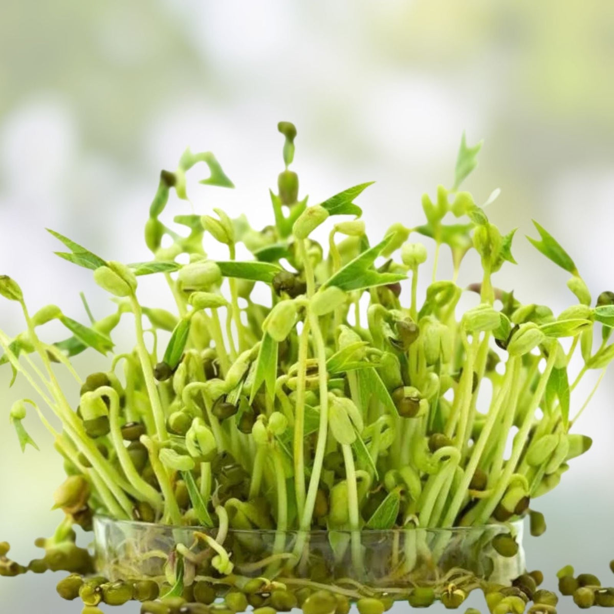 Organic Mung Bean Seeds 2 oz for Sprouts | Edible Vigna radiata | Healthy Plant-Based Protein