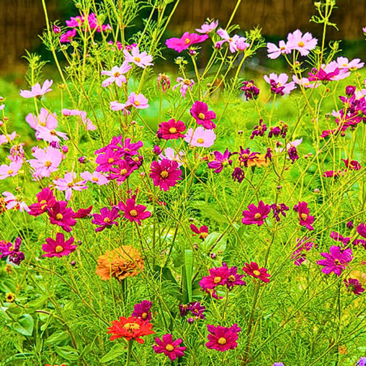 Heirloom Wildflower Seed Mix - 5000 Non-GMO Perennial Seeds - Landscaper's Blend - Great for Pollinators