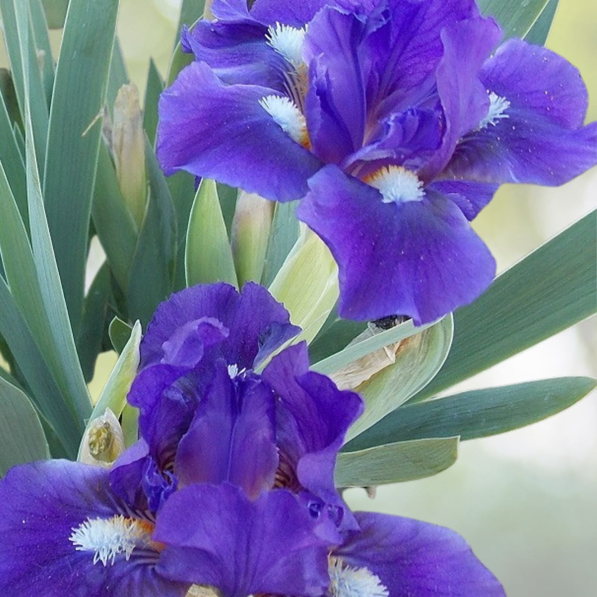 HEIRLOOM & BEARDED IRIS Bulb - Freshly Dug YELLOW PURPLE BLUE (Iris germanica)