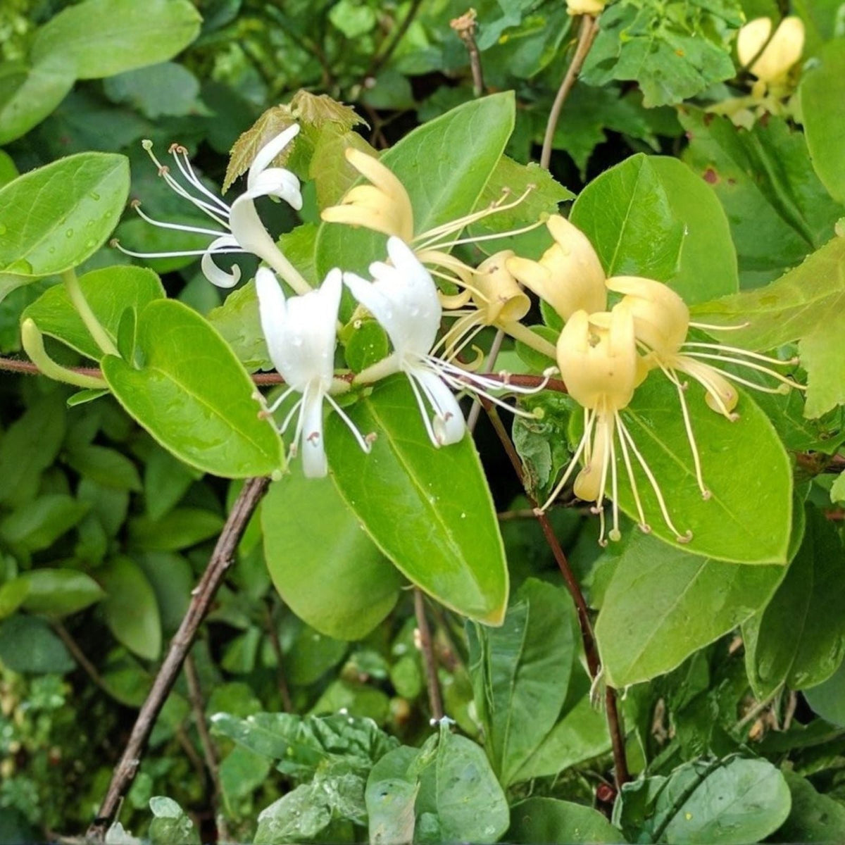 Japanese Honeysuckle Vines 7 Pack - Heirloom Variety Lonicera japonica - Fragrant Live Plants for Garden Privacy