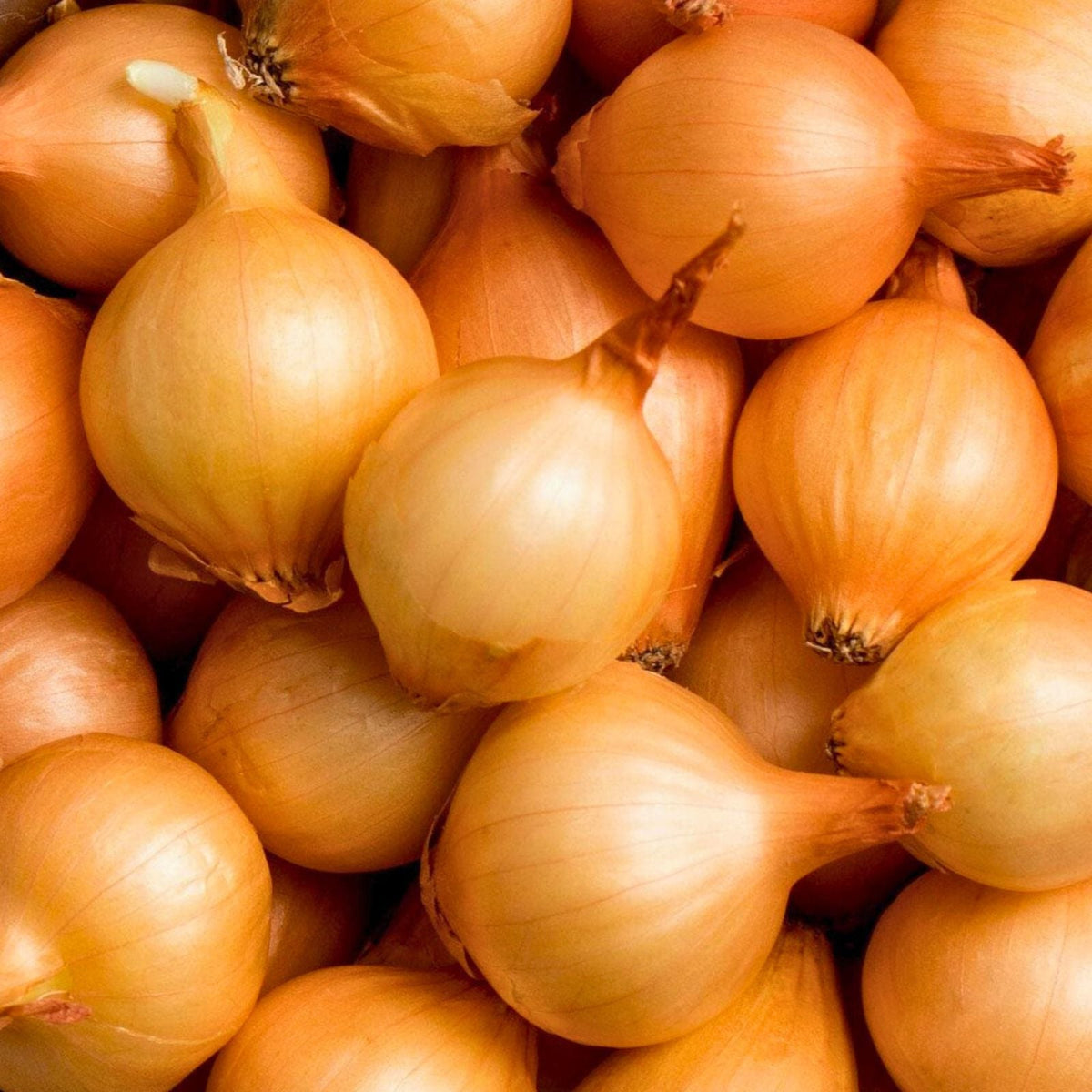 Texas Early Grano Onion Seeds, Heirloom Short Day Vidalia Type, Allium cepa, 25+ Seeds for Gardening and Planting