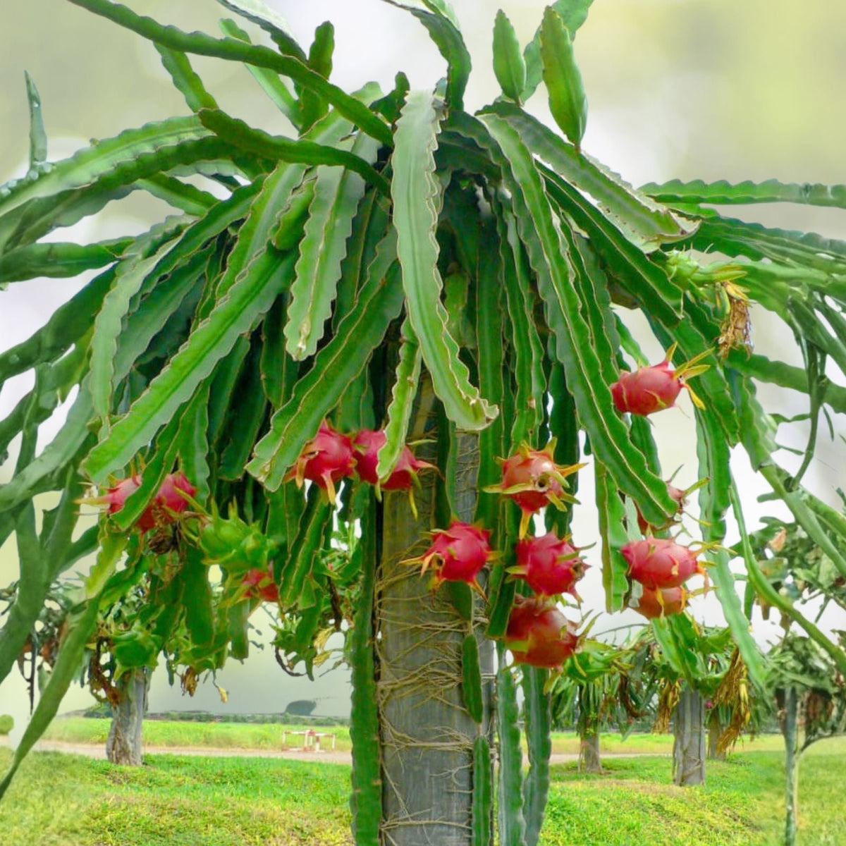 Dragon Fruit Cuttings 10-Pack 8-14 Inches Long White Flesh Hylocereus Undatus | Edible Cactus Planting Material