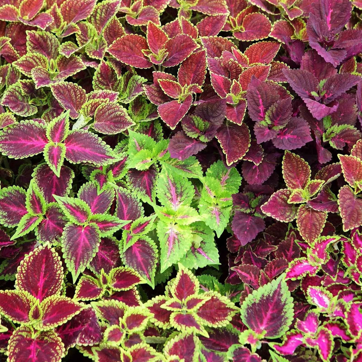 Coleus Seeds 1000 Pack Jazz Combo Mix for Vibrant Garden Color - Coleus Blumei Varieties, Garden Plant Seeds