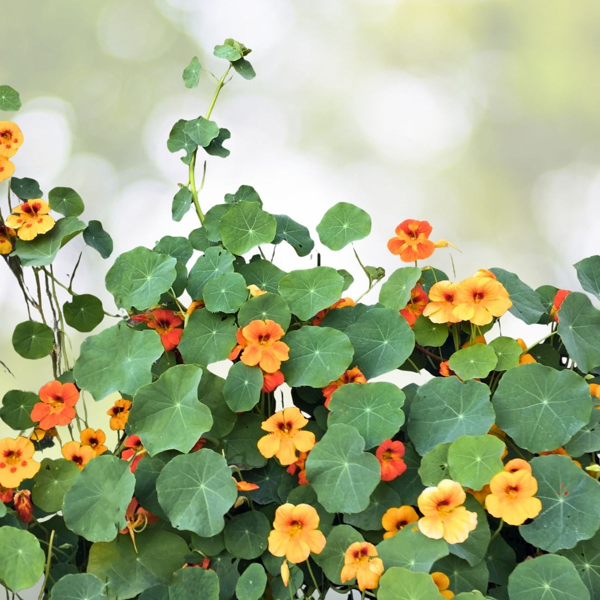 Nasturtium Flower Seeds | Empress of India Variety | NON-GMO | Fresh Garden Seeds | Tropaeolum majus
