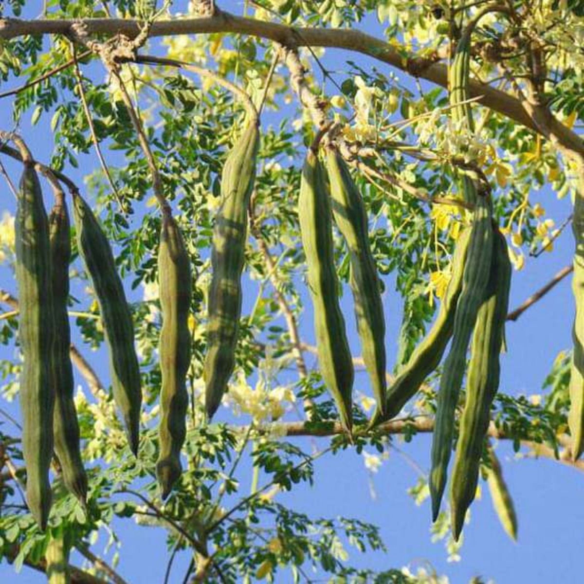 Moringa Tree Seeds 30 Pack - Fast Growing, Easy to Grow - Moringa oleifera - Edible Leaves, Nutritional Superfood Seeds