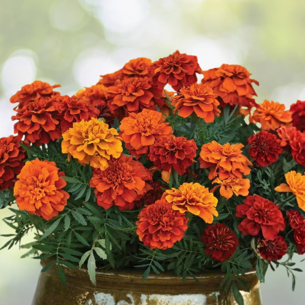 Marigold Plant 4in Pot | Orange Blooming Flower | Tagetes | Easy Care Annual for Gardens and Landscapes