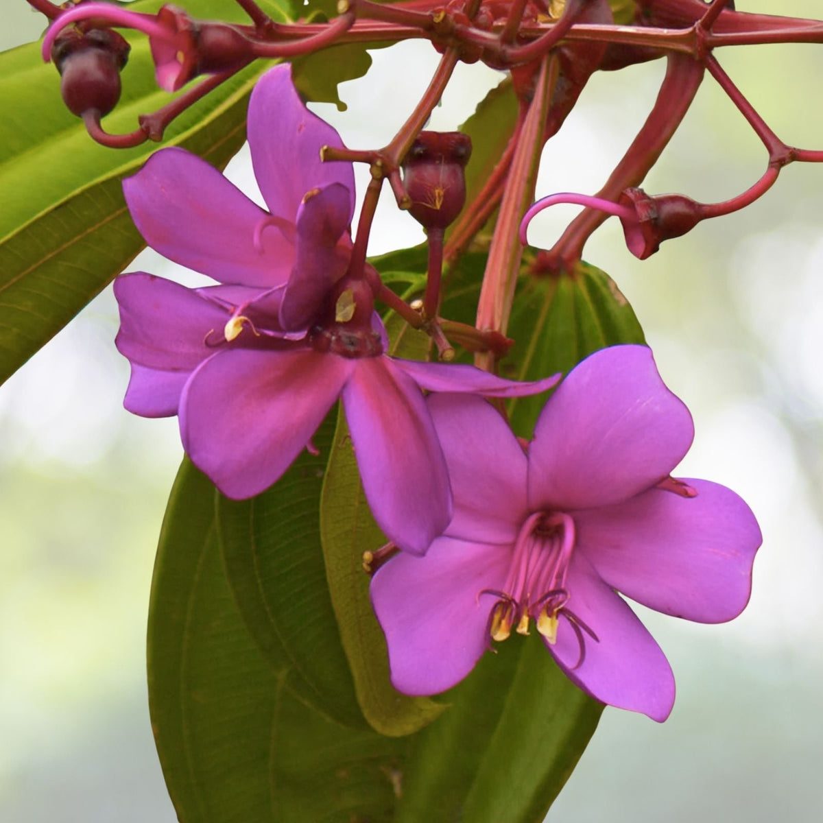 Rare Tropical Meriania Seeds - Motley Meriania {Meriania nobilis} - 5 Seeds with Free Shipping