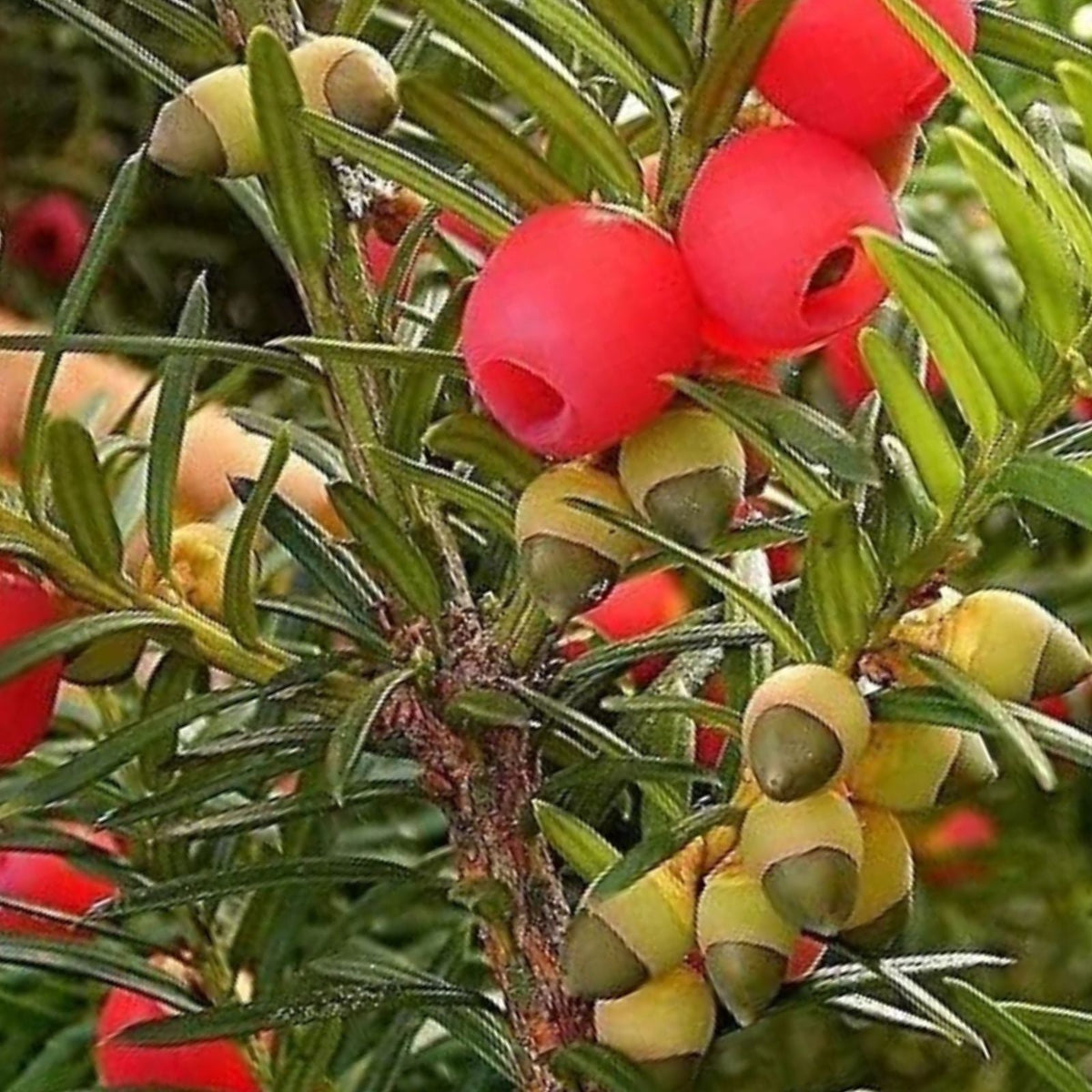 10 English Yew Tree Seeds - Taxus baccata - Hardy Evergreen Conifer for Landscaping