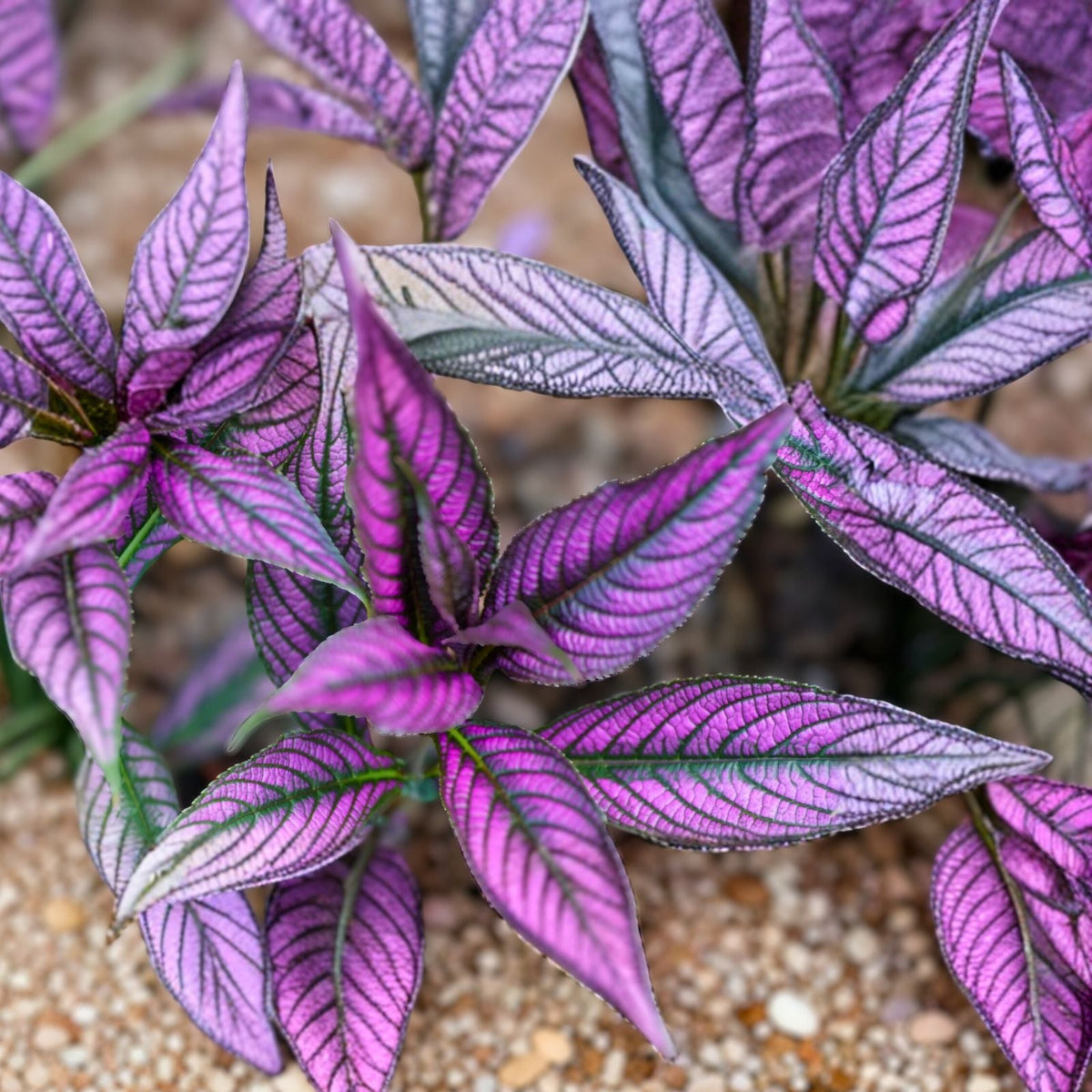 Live Plant 8-Inch Lavender Pink Dark Maroon Ornamental Foliage - Ideal Indoor Decor - Perfect Houseplant