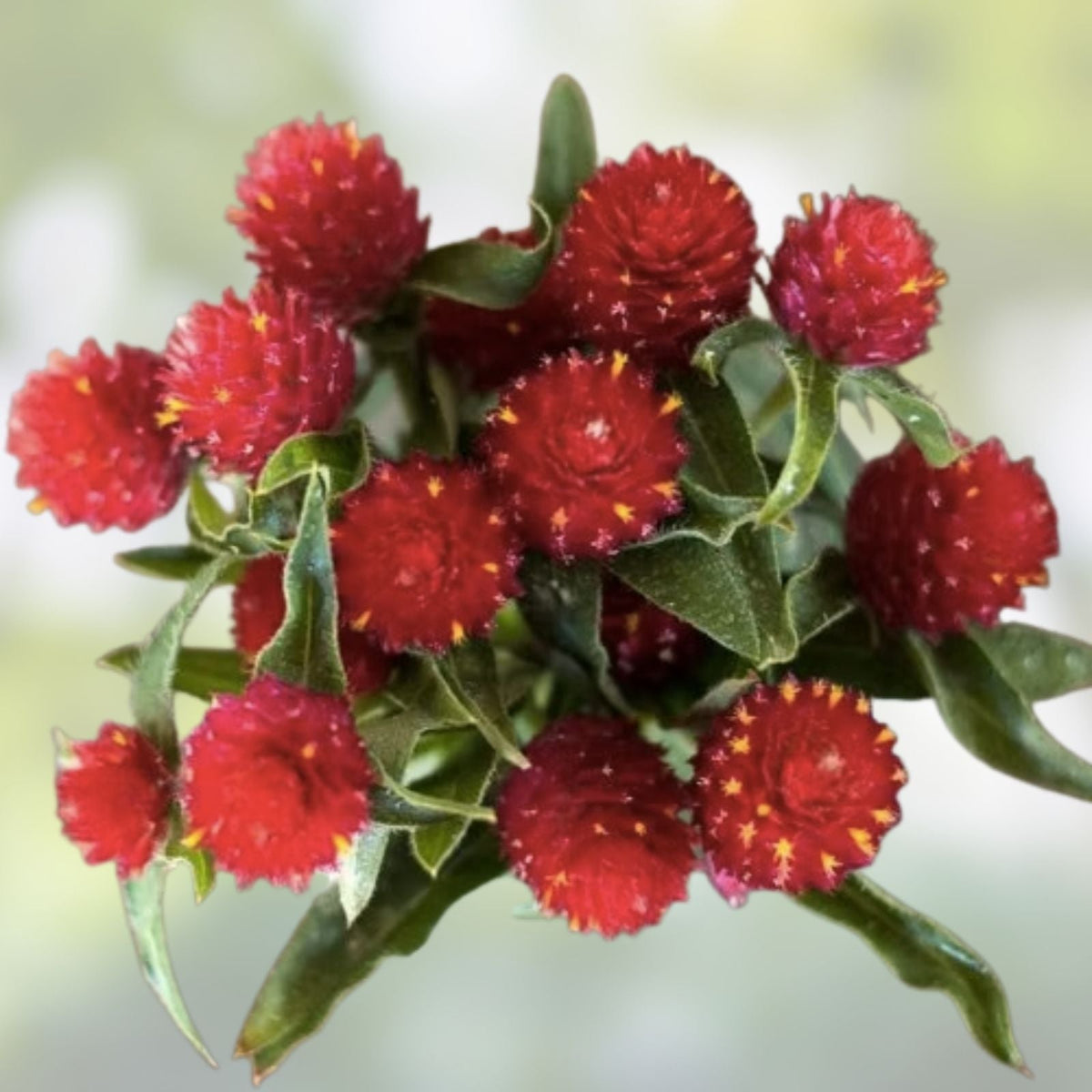 Organic Globe Amaranth Seeds 200 Strawberry Fields Variety - Gomphrena globosa Flower Seeds with Free Shipping
